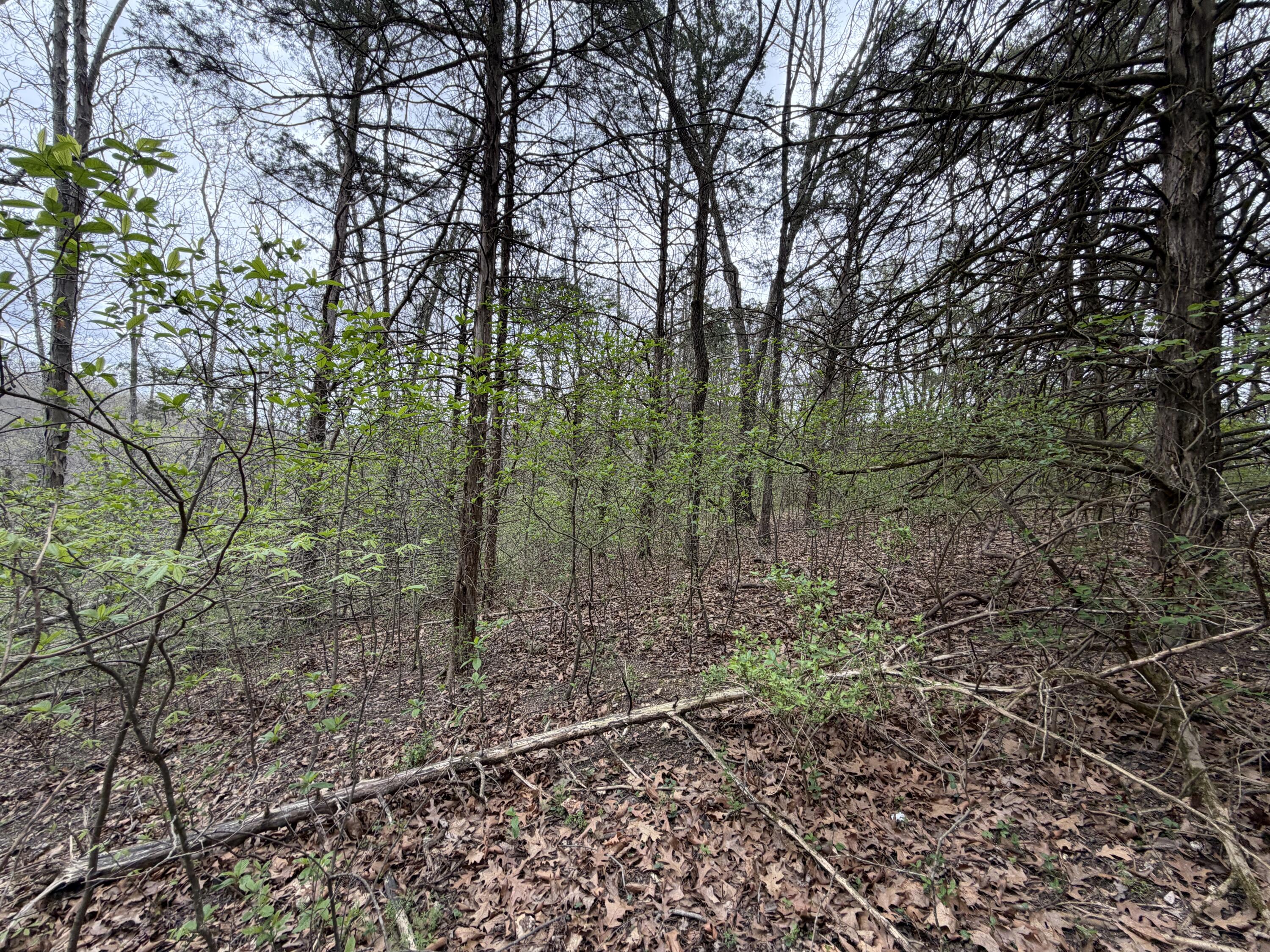 Photo 8 - Land for sale – 001  Holiday Hills Drive  Cape Fair, MO