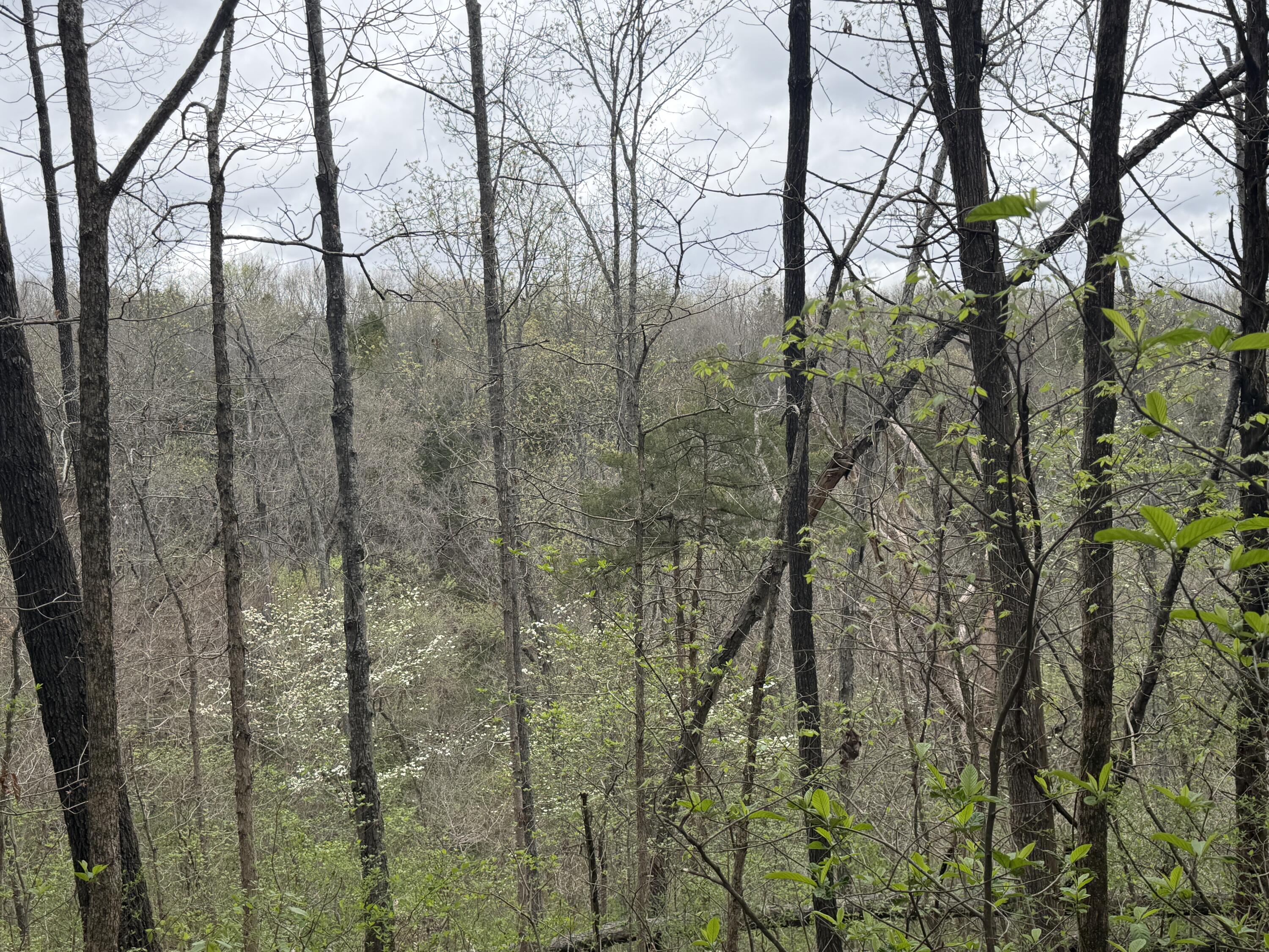 Photo 6 - Land for sale – 001  Holiday Hills Drive  Cape Fair, MO