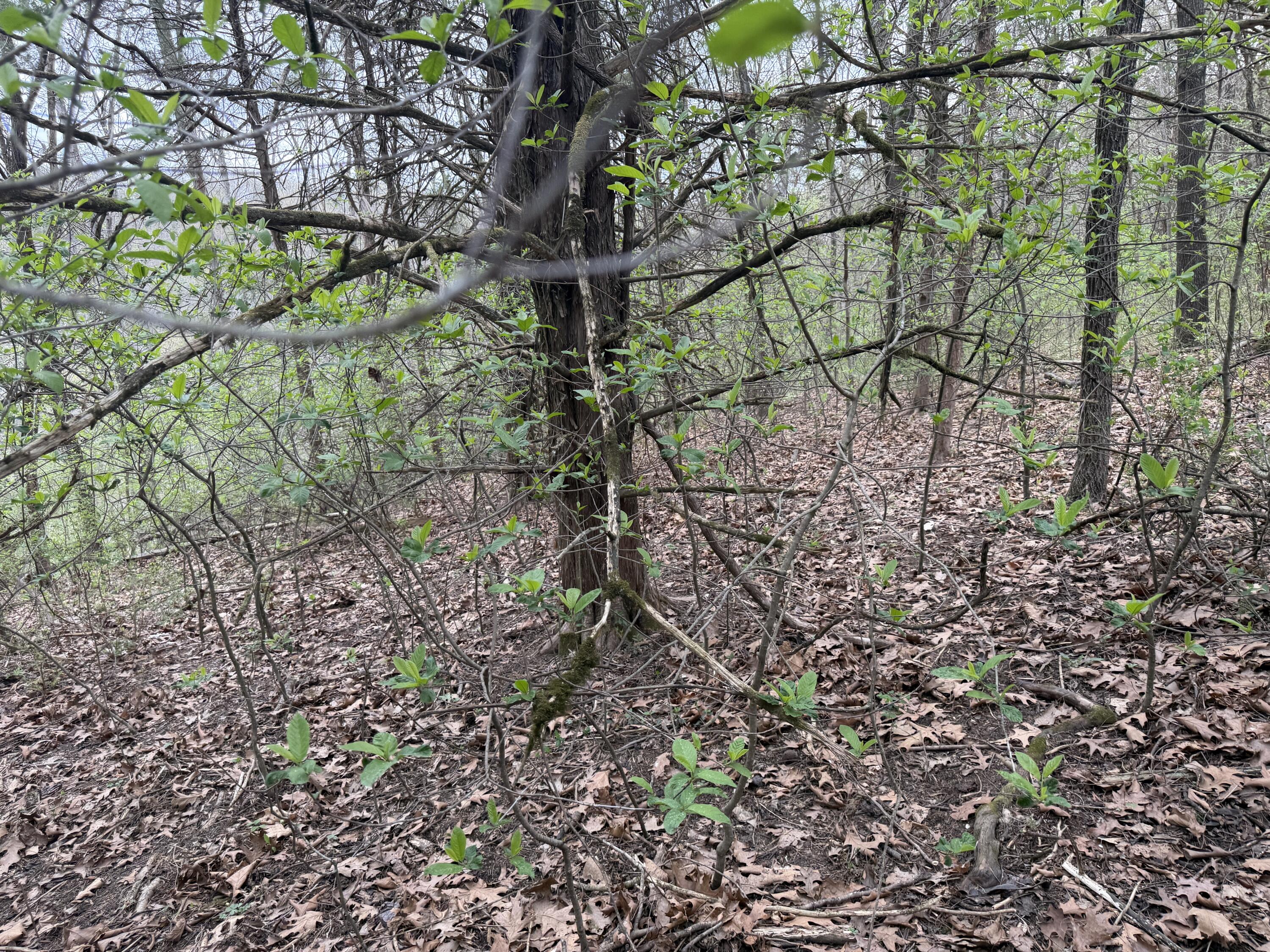 Photo 4 - Land for sale – 001  Holiday Hills Drive  Cape Fair, MO