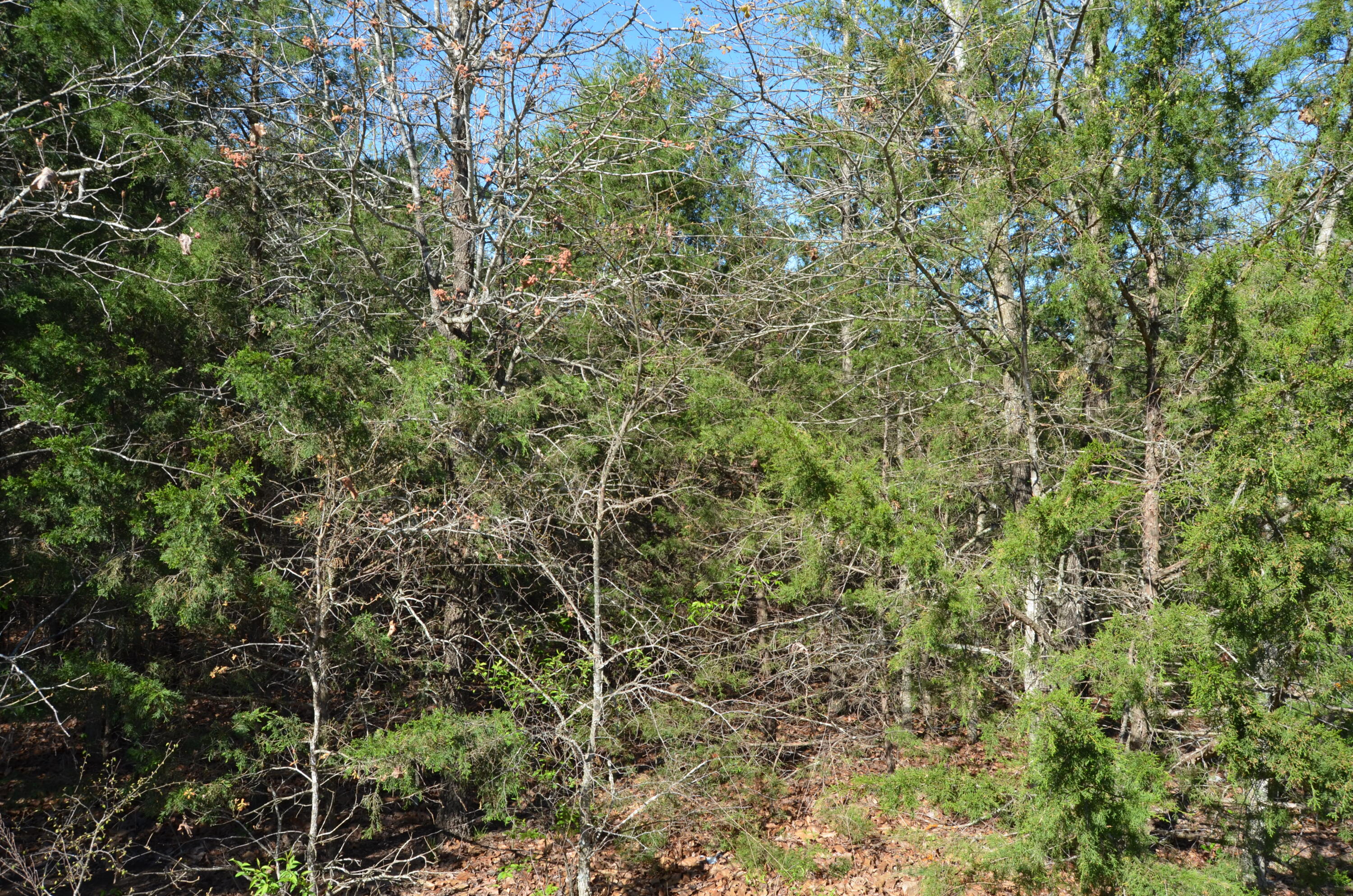 Photo 17 - Land for sale – 000  Persimmon Hill Lane  Lampe, MO
