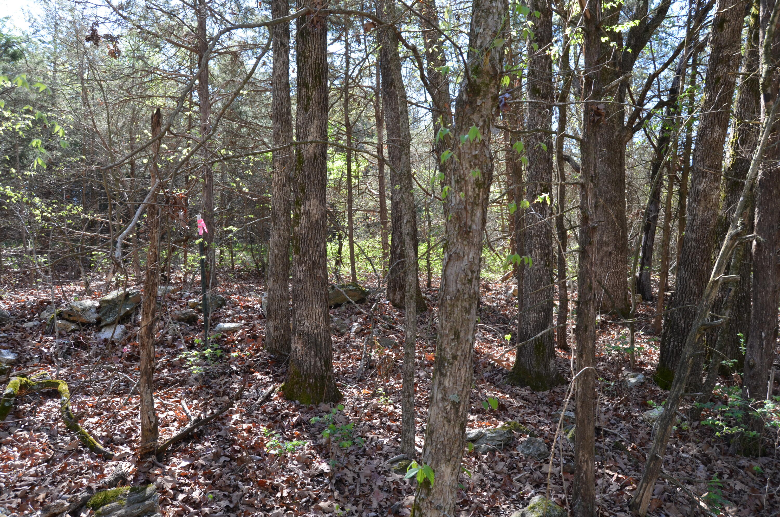 Photo 8 - Land for sale – 000  Persimmon Hill Lane  Lampe, MO