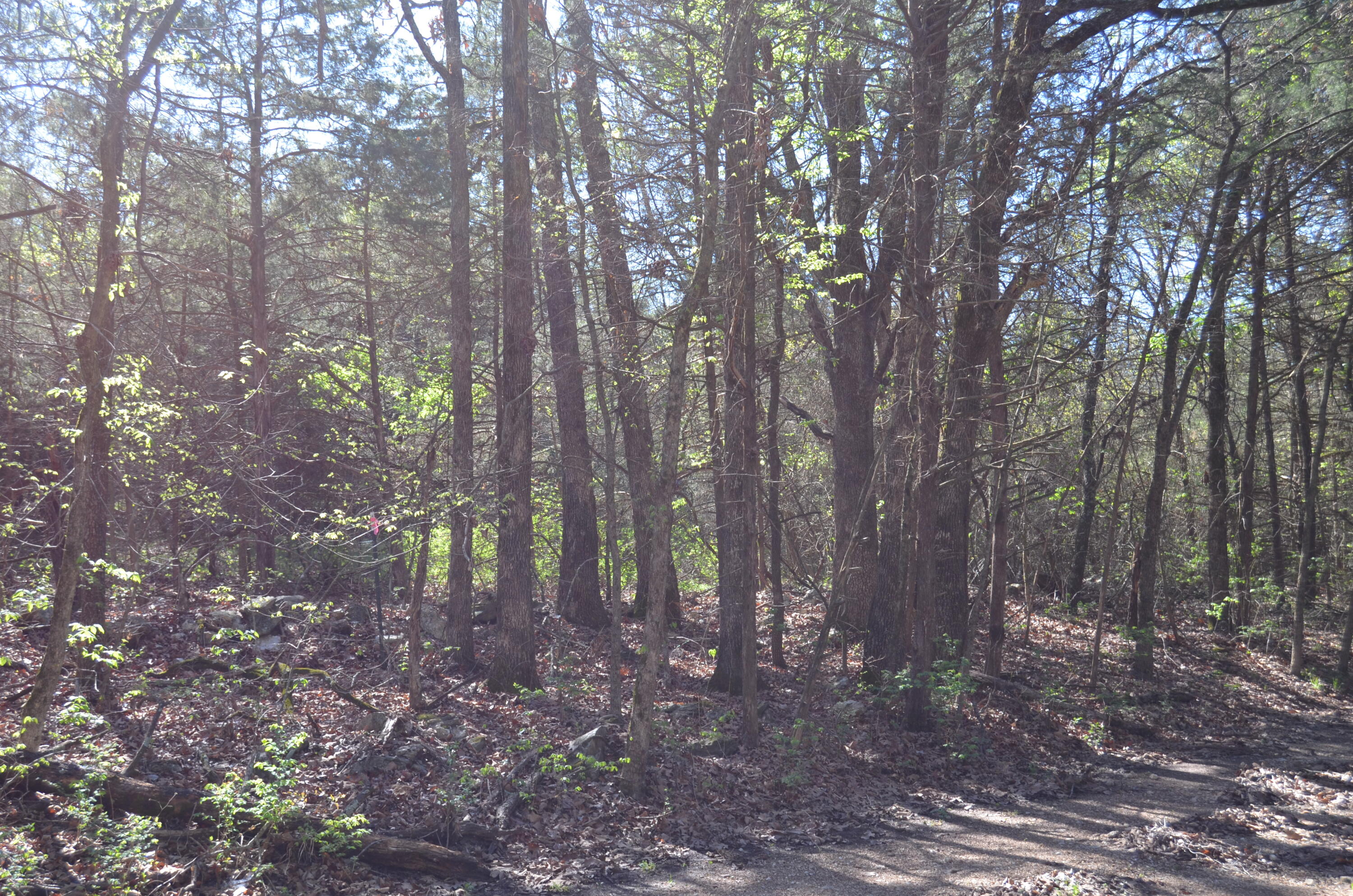 Photo 5 - Land for sale – 000  Persimmon Hill Lane  Lampe, MO