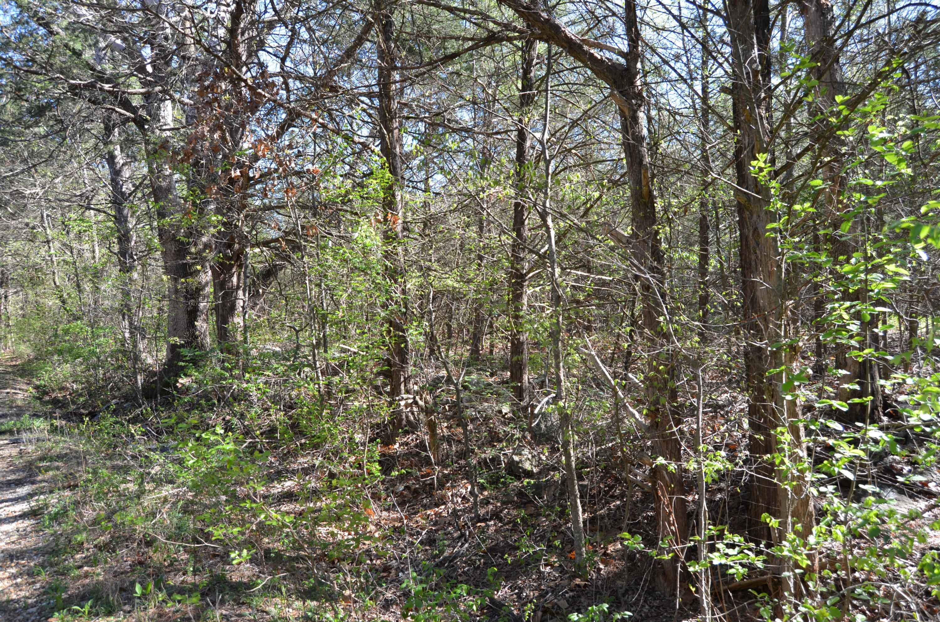 Photo 14 - Land for sale – 000  Persimmon Hill Lane  Lampe, MO