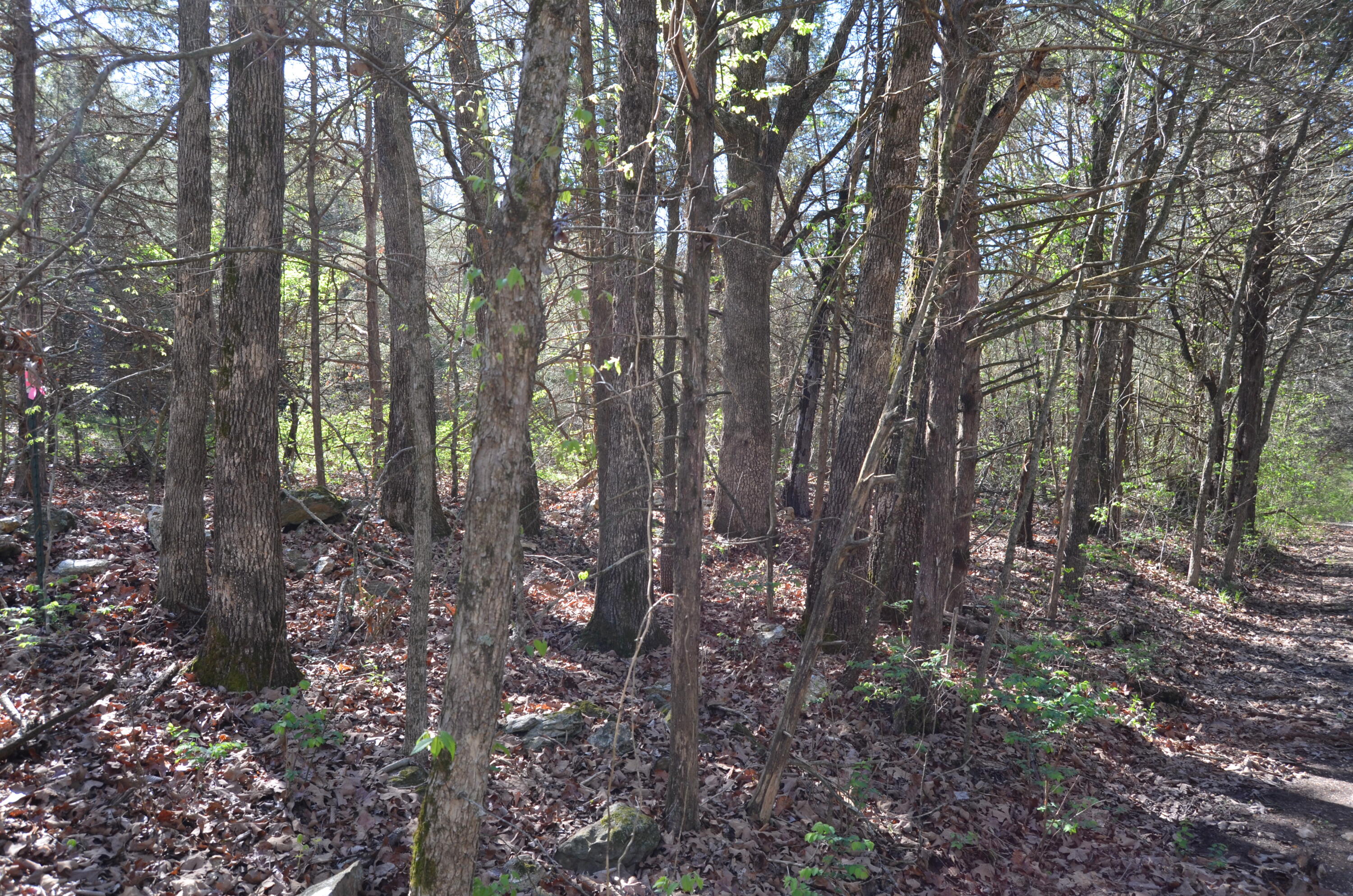 Photo 15 - Land for sale – 000  Persimmon Hill Lane  Lampe, MO