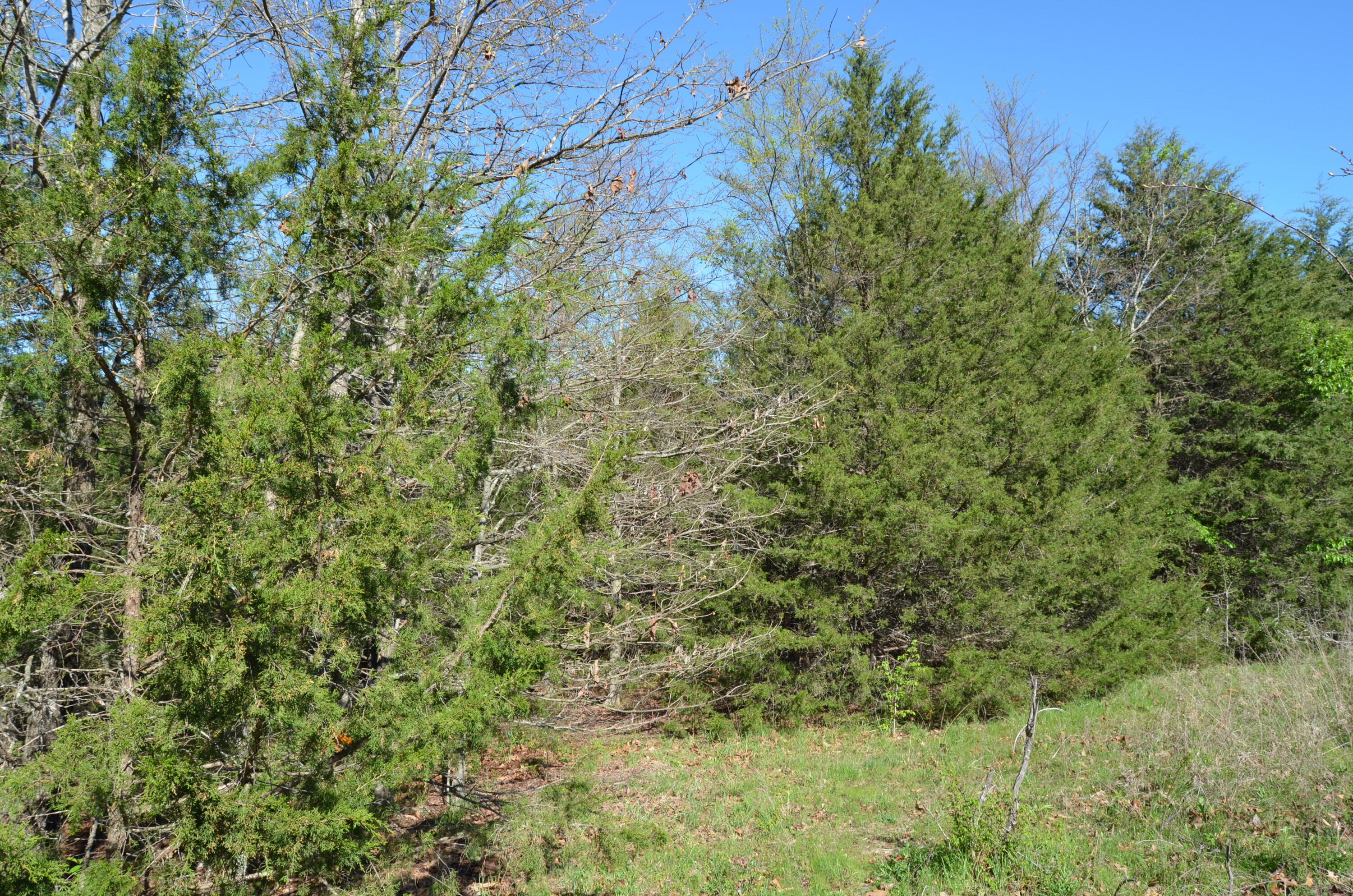 Photo 4 - Land for sale – 000  Persimmon Hill Lane  Lampe, MO