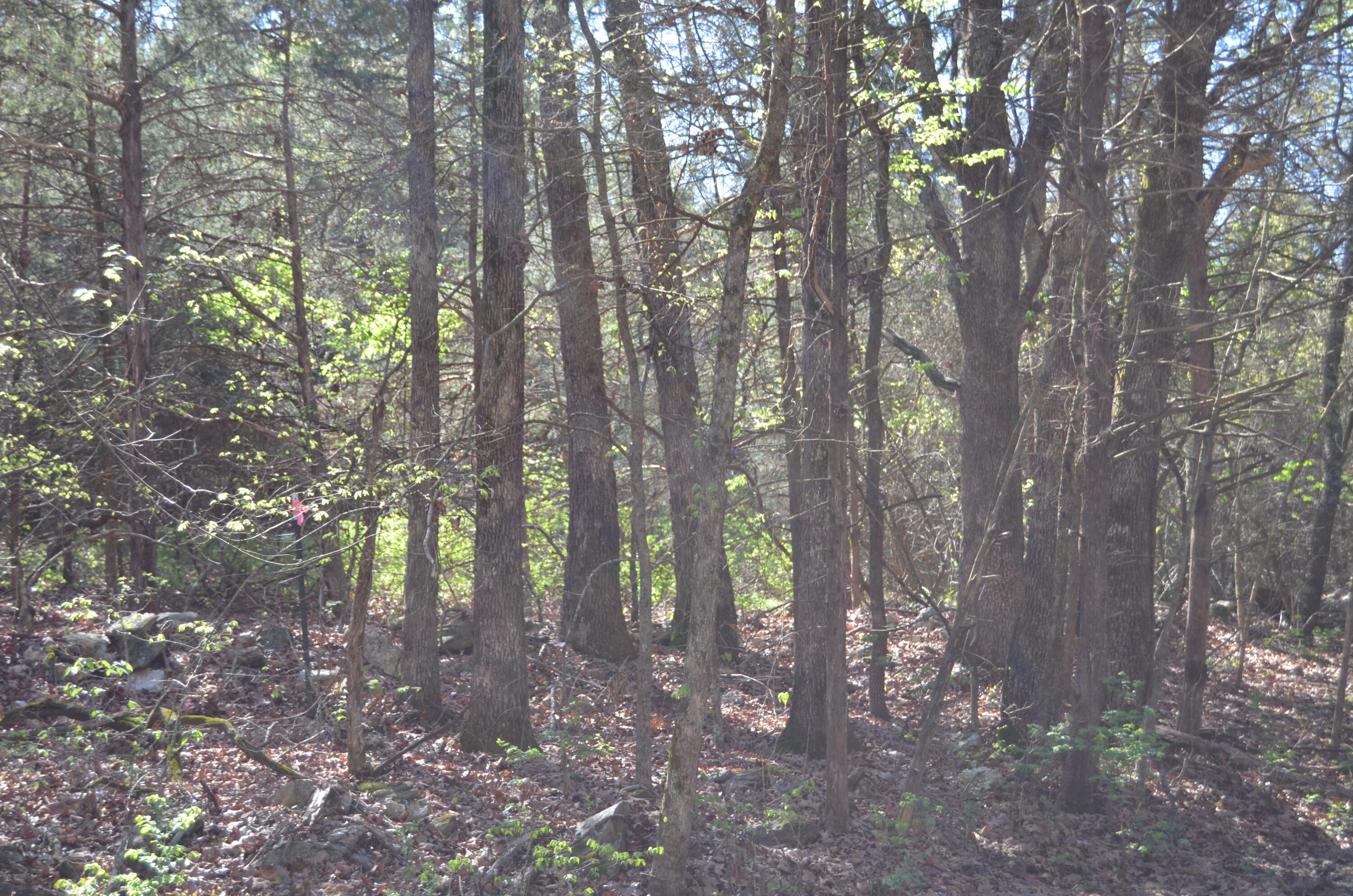 Photo 16 - Land for sale – 000  Persimmon Hill Lane  Lampe, MO