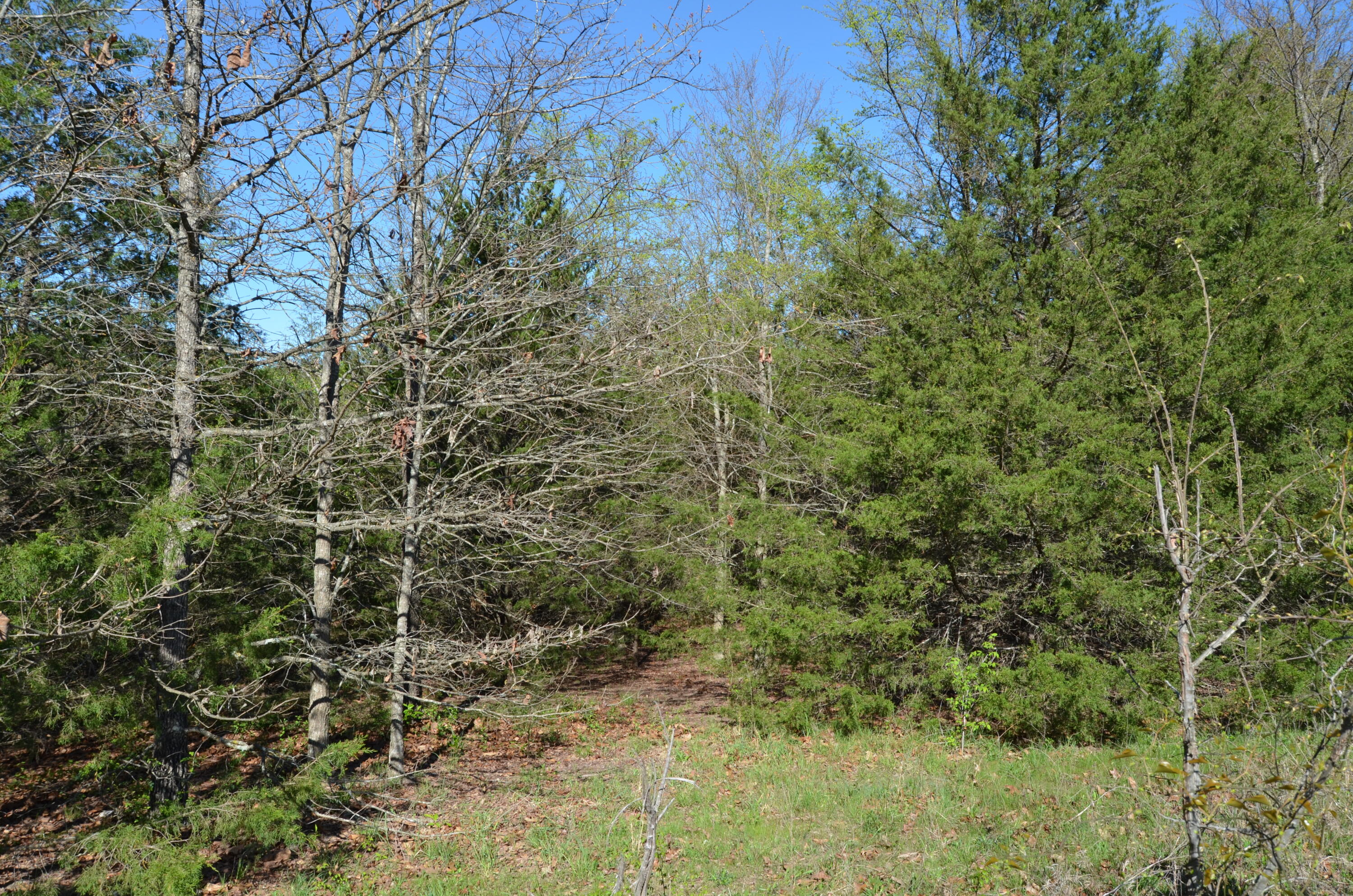 Photo 6 - Land for sale – 000  Persimmon Hill Lane  Lampe, MO