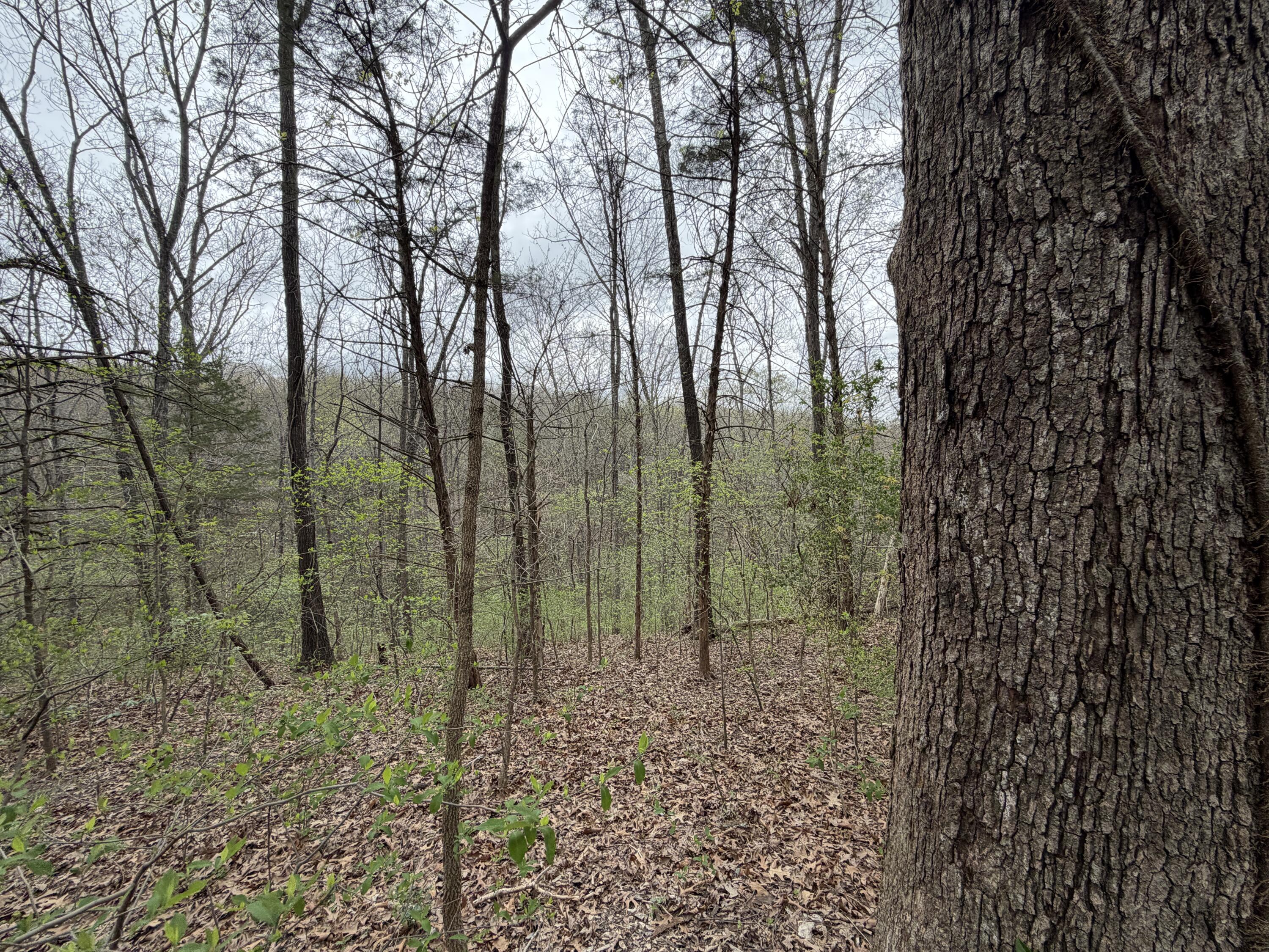 Photo 9 - Land for sale – 002  Holiday Hills Drive  Cape Fair, MO
