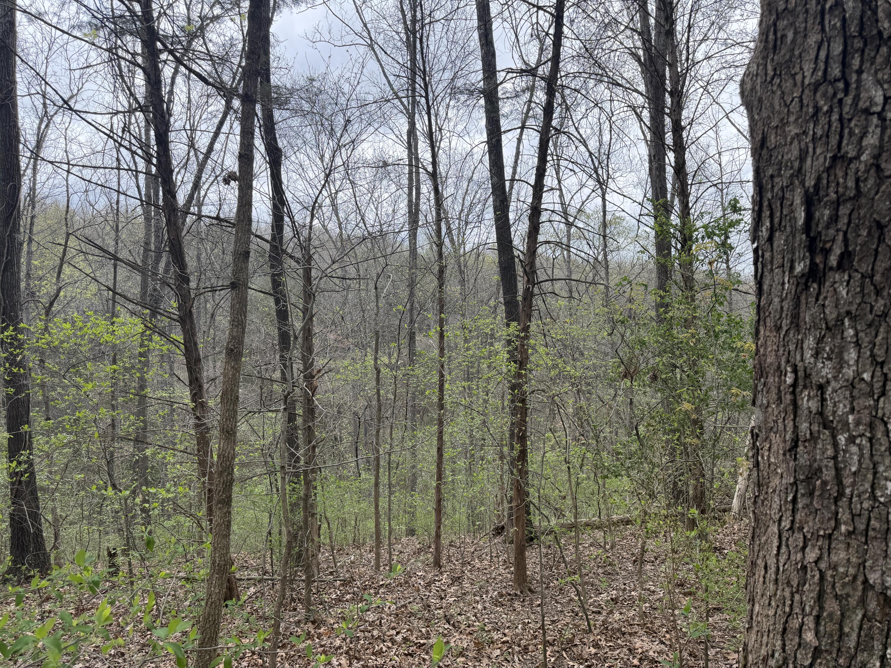 Photo 8 - Land for sale – 002  Holiday Hills Drive  Cape Fair, MO