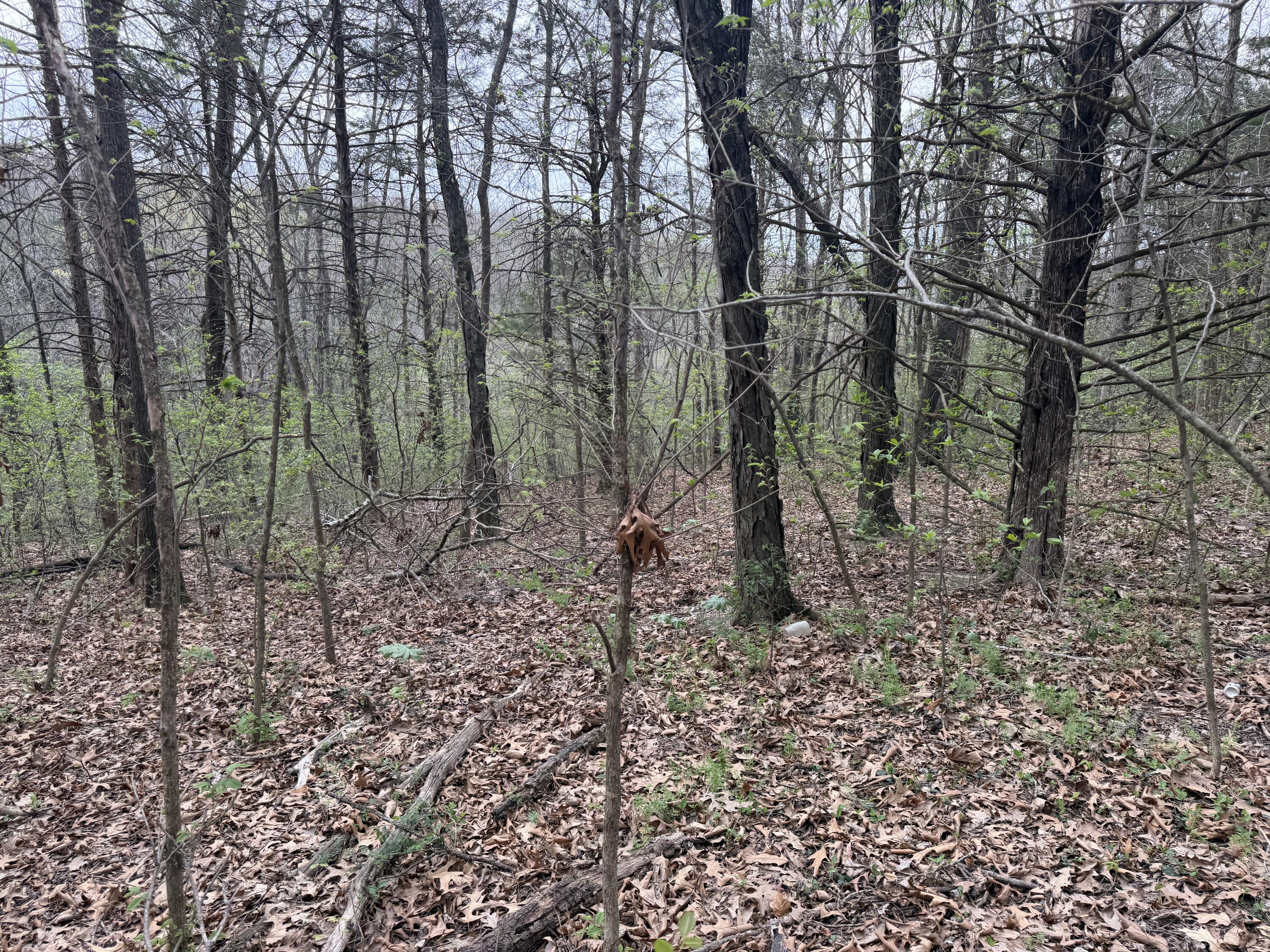 Photo 7 - Land for sale – 002  Holiday Hills Drive  Cape Fair, MO