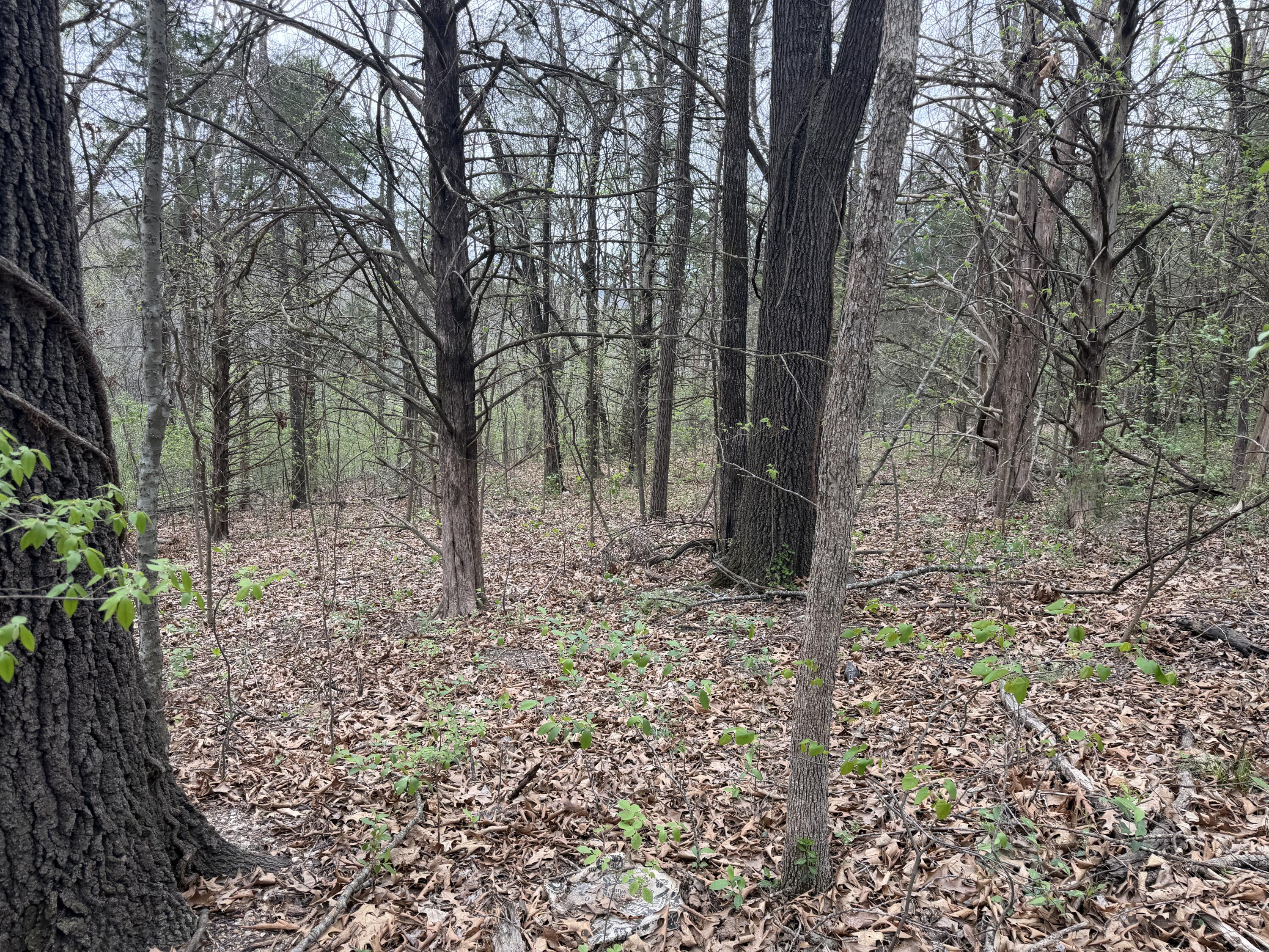 Photo 4 - Land for sale – 002  Holiday Hills Drive  Cape Fair, MO