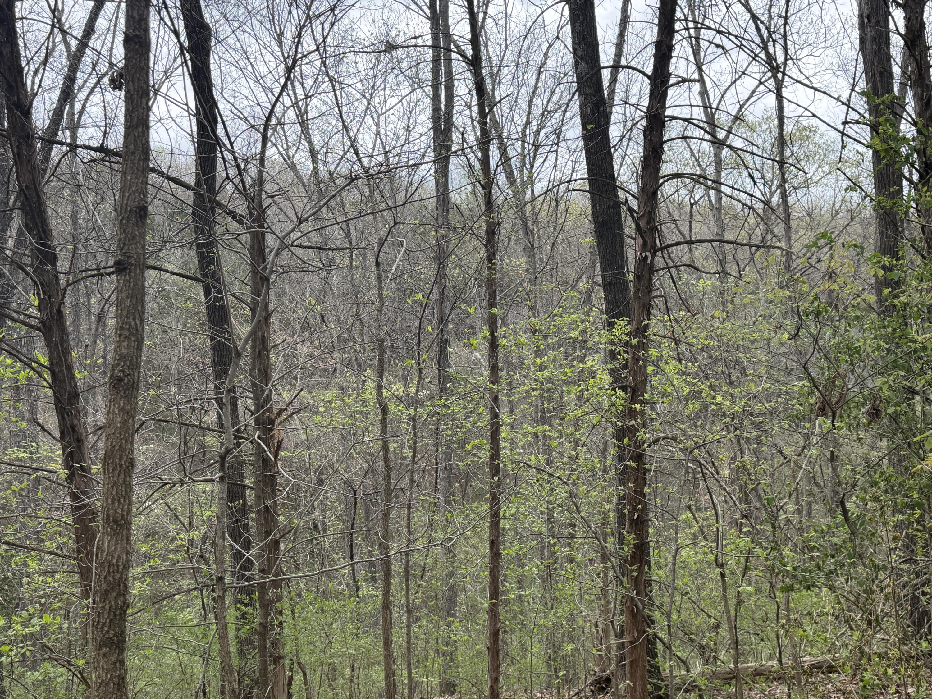 Photo 10 - Land for sale – 002  Holiday Hills Drive  Cape Fair, MO