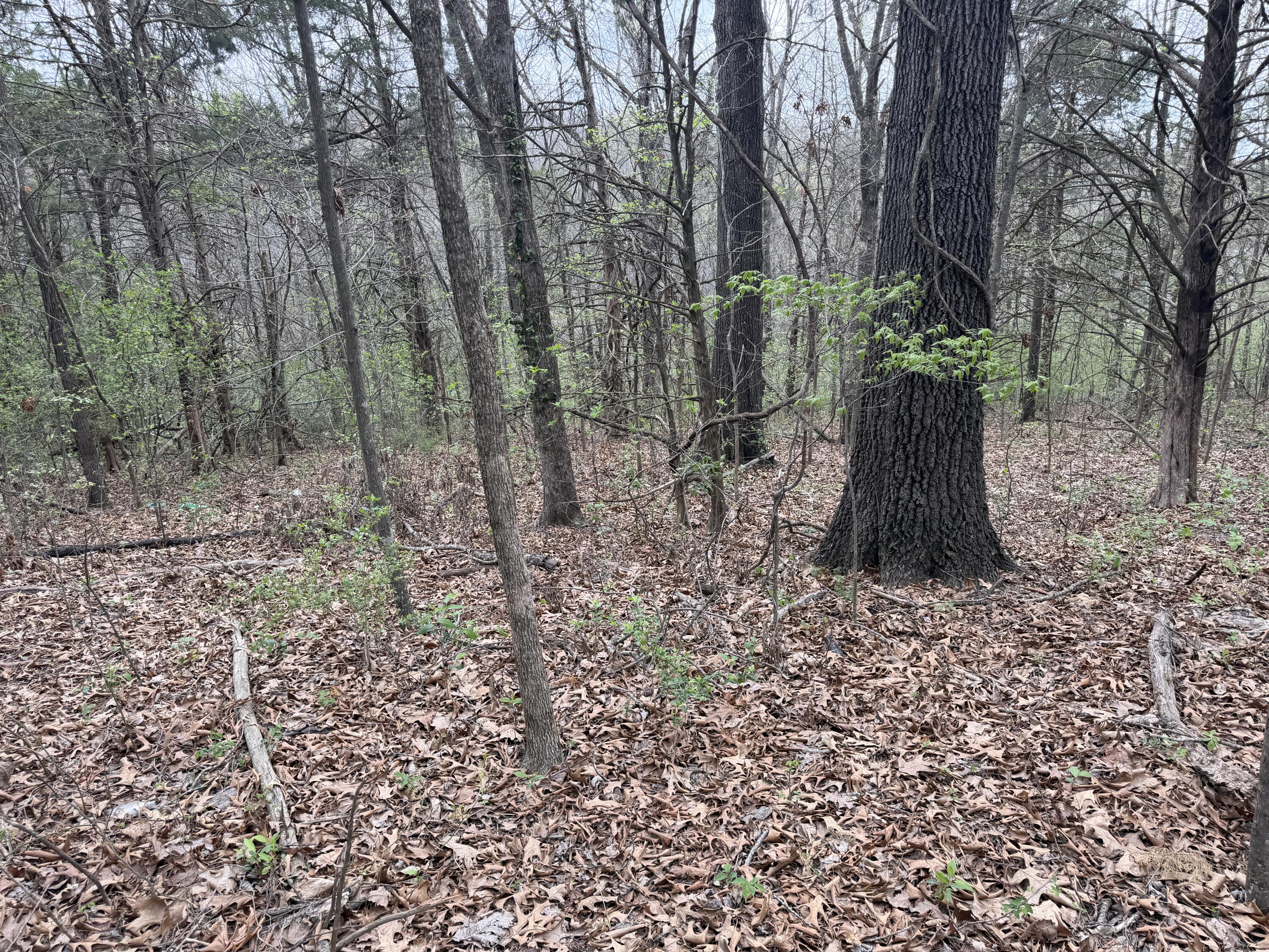 Photo 3 - Land for sale – 002  Holiday Hills Drive  Cape Fair, MO