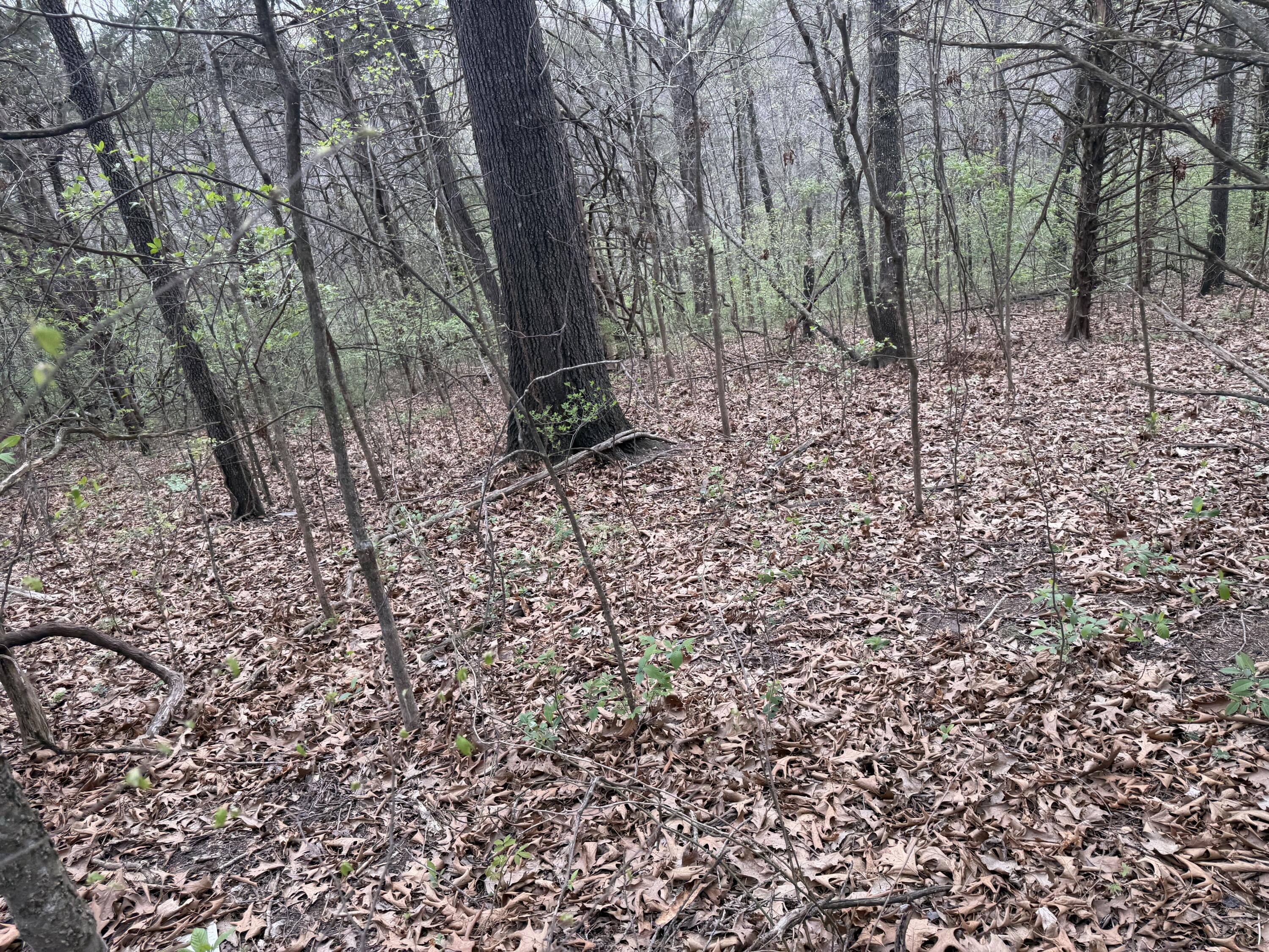 Photo 5 - Land for sale – 002  Holiday Hills Drive  Cape Fair, MO