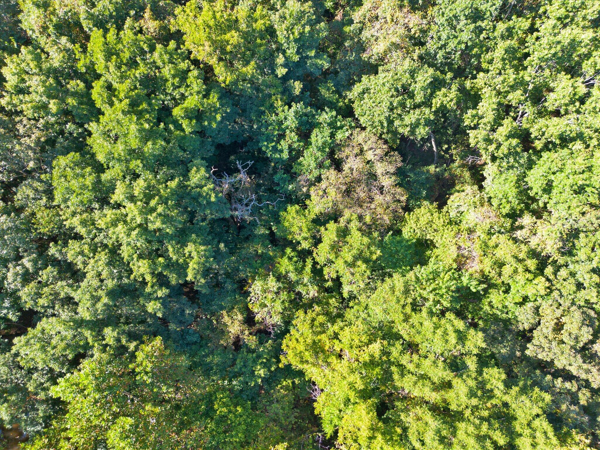 Photo 20 - Land for sale – Lot 8  Ireson Estates   Stockton, MO