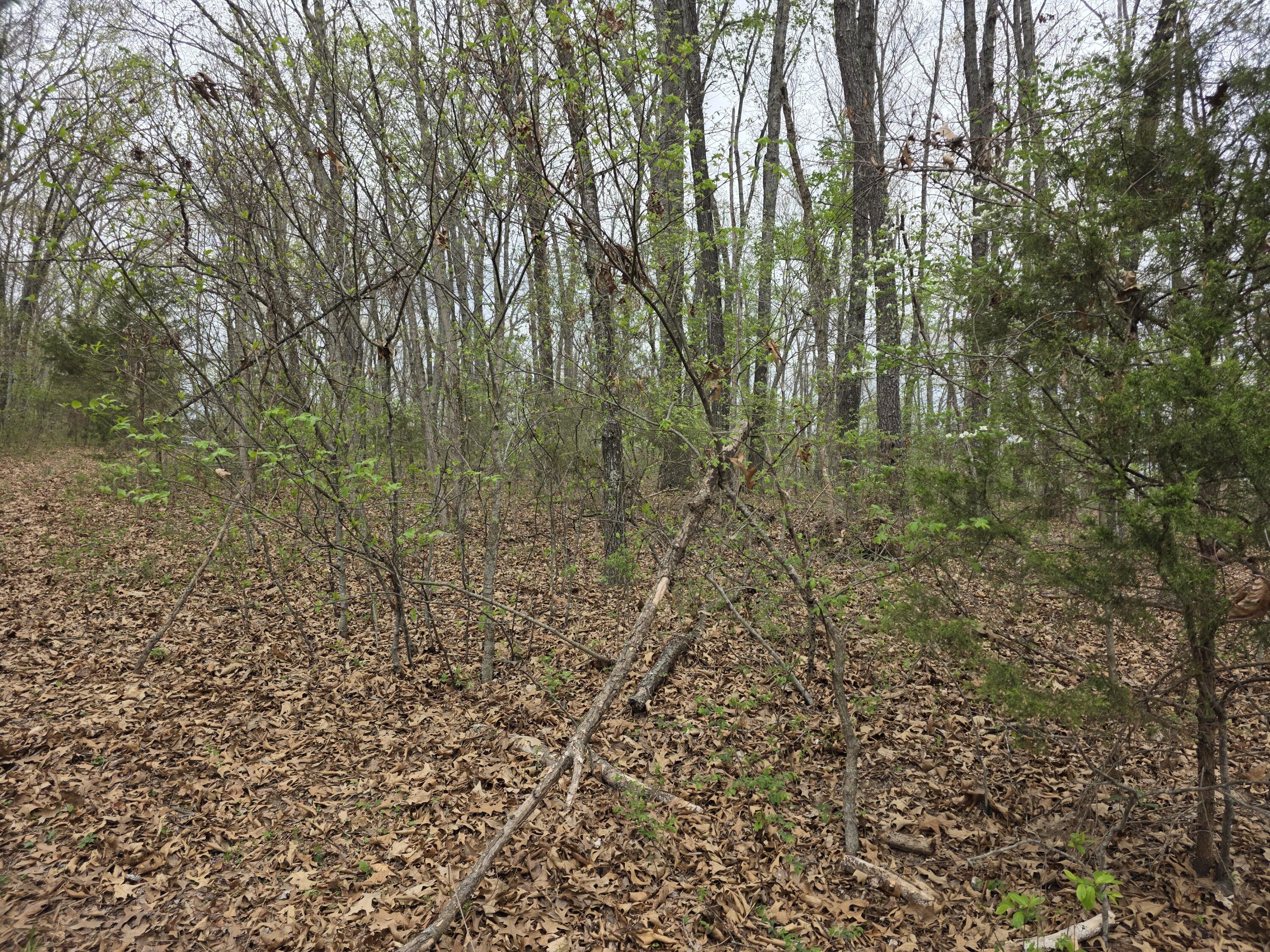 Photo 7 - Land for sale – 000  Fr 2285   Golden, MO