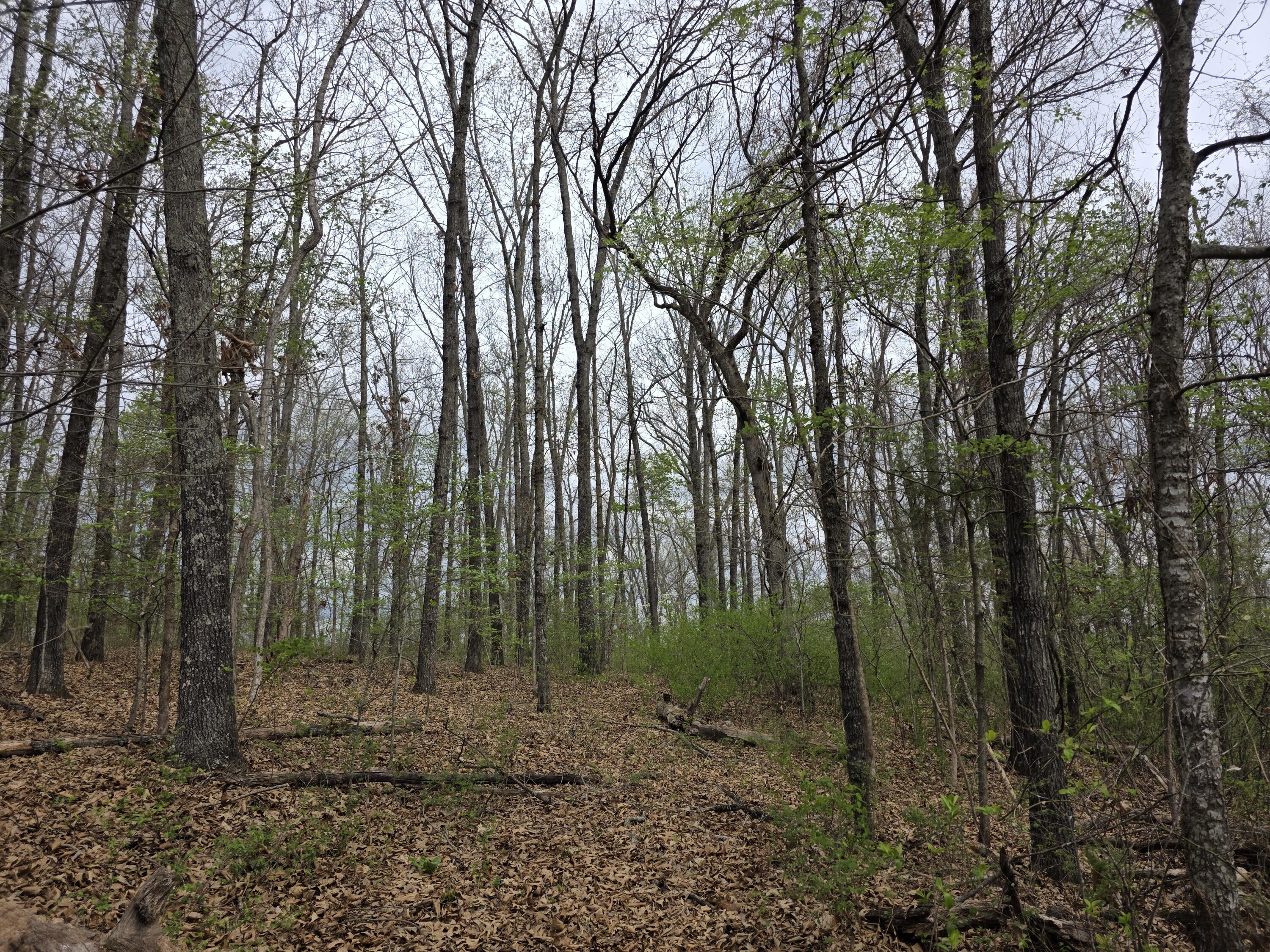 Photo 6 - Land for sale – 000  Fr 2285   Golden, MO