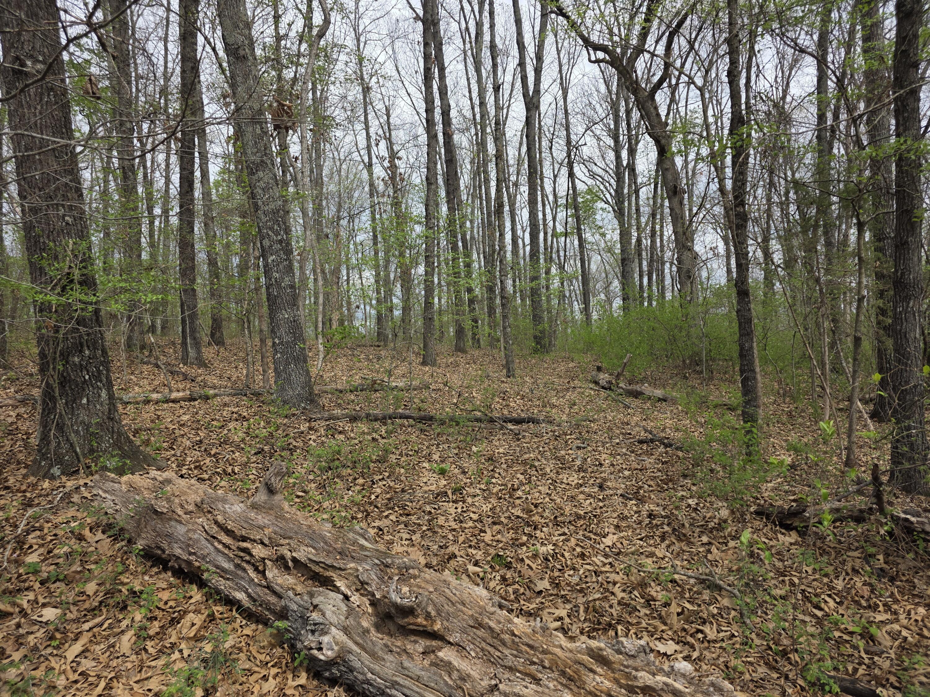 Photo 5 - Land for sale – 000  Fr 2285   Golden, MO