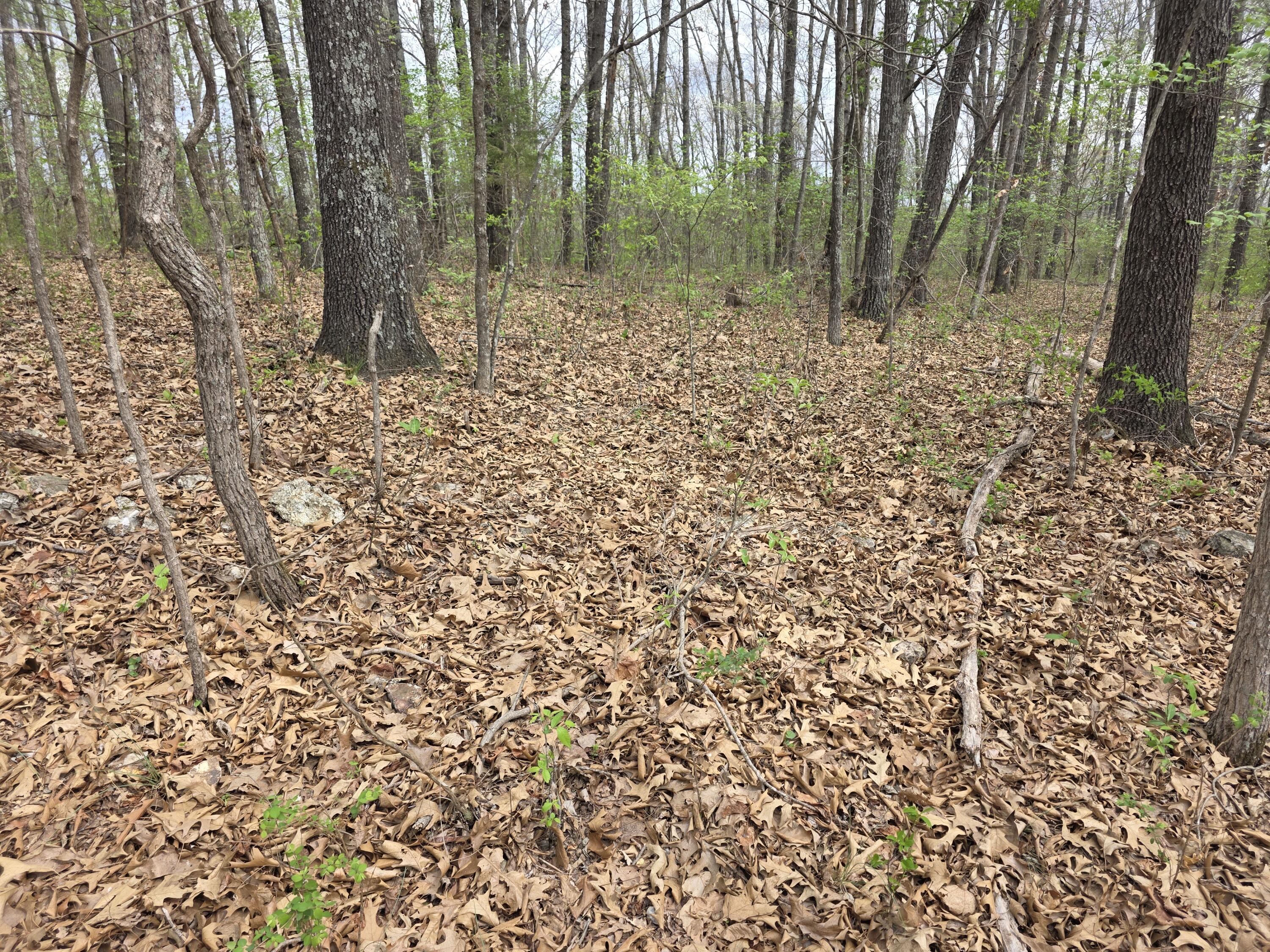 Photo 8 - Land for sale – 000  Fr 2285   Golden, MO