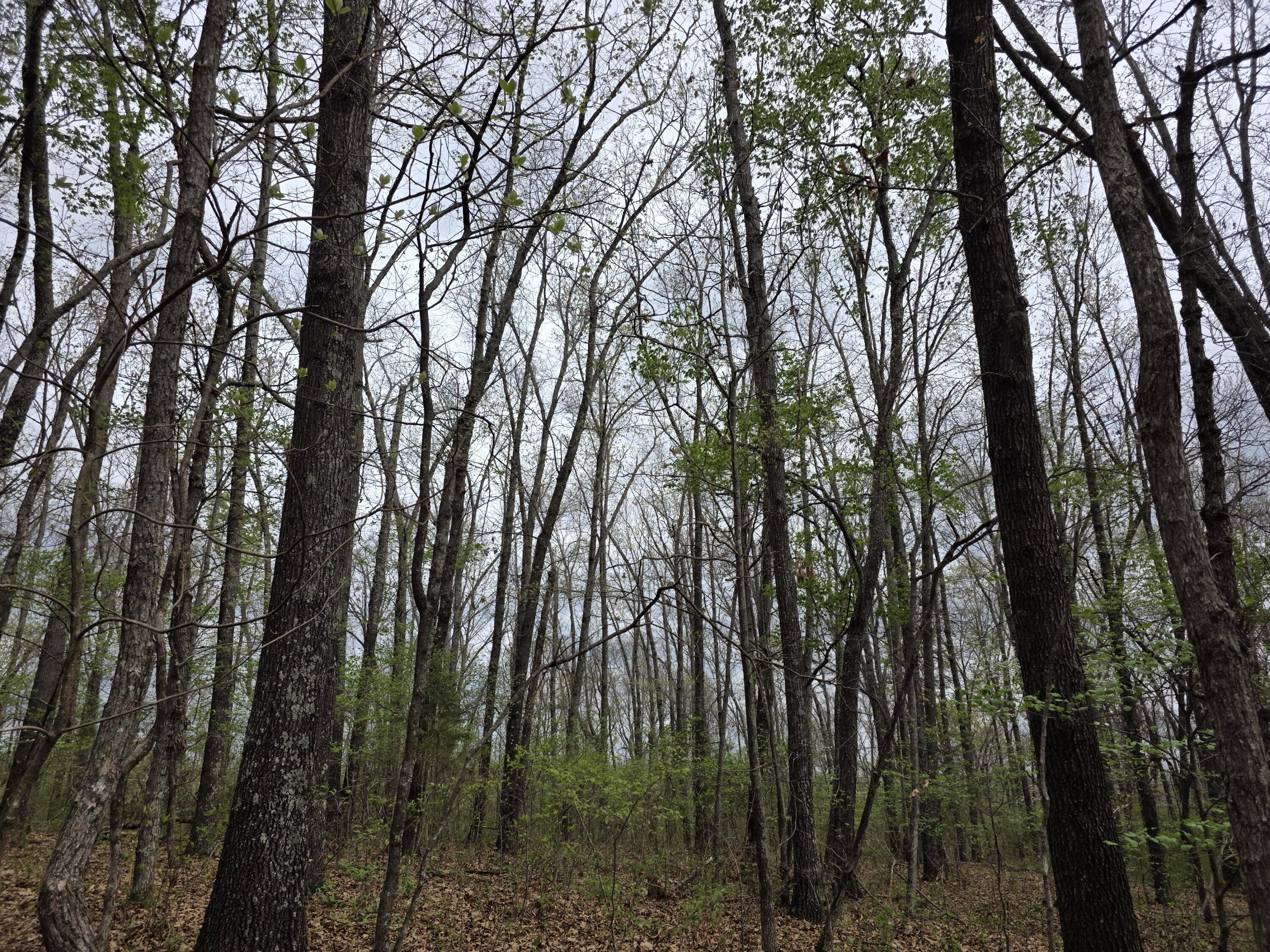 Photo 2 - Land for sale – 000  Fr 2285   Golden, MO