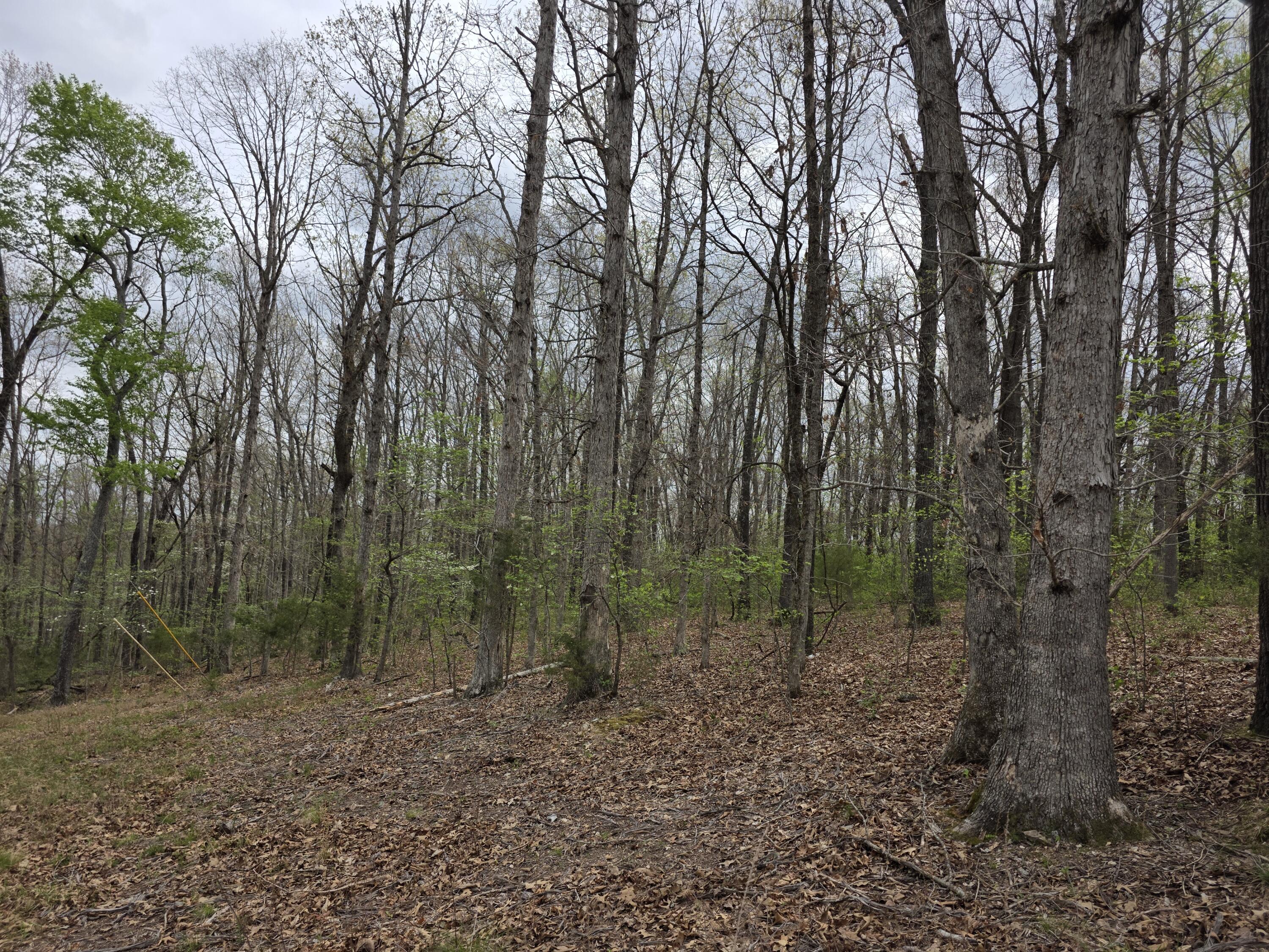Photo 10 - Land for sale – 000  Fr 2285   Golden, MO