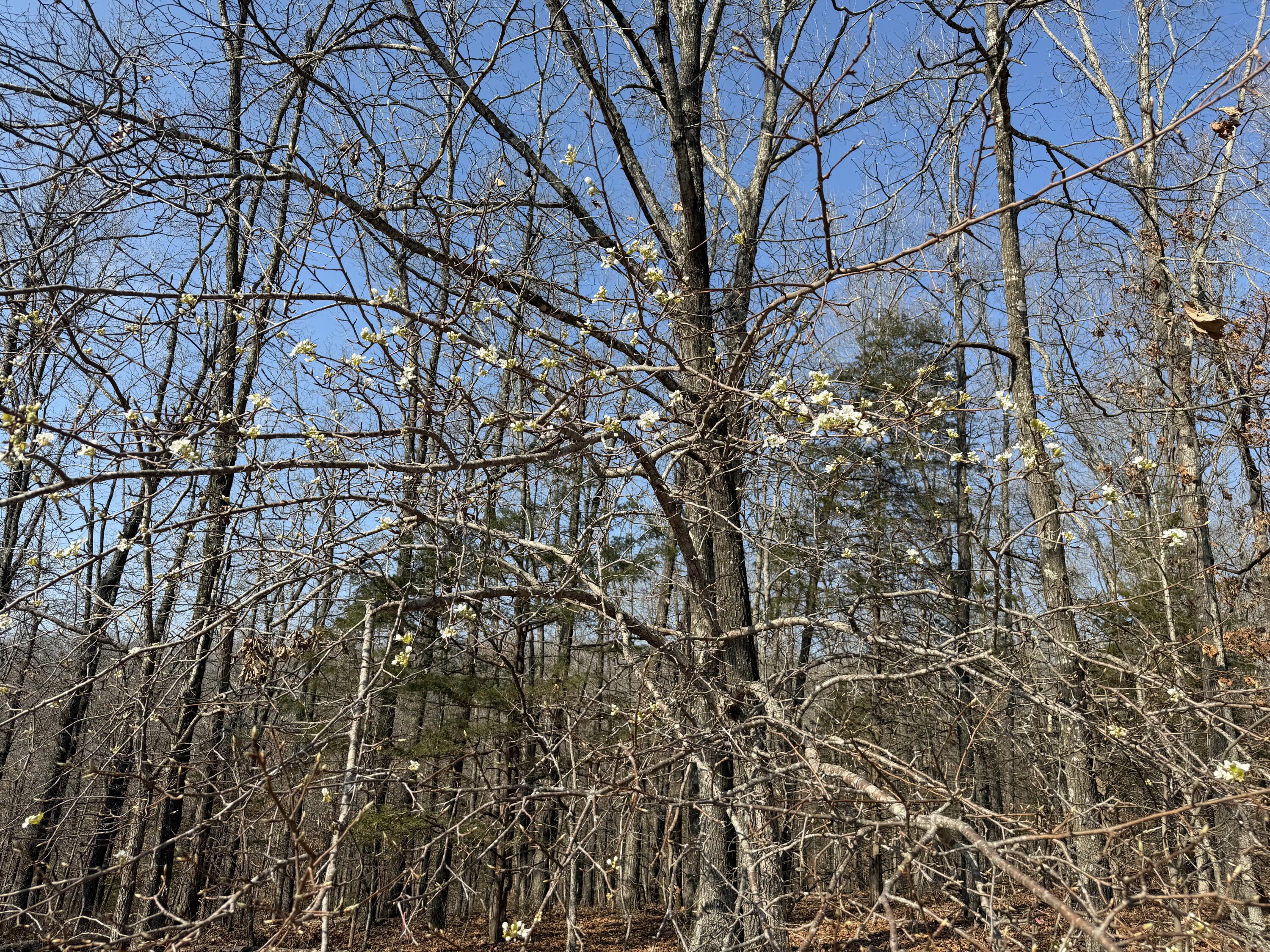 Photo 3 - Land for sale – Lot 112  Walnut Springs Drive  Cape Fair, MO