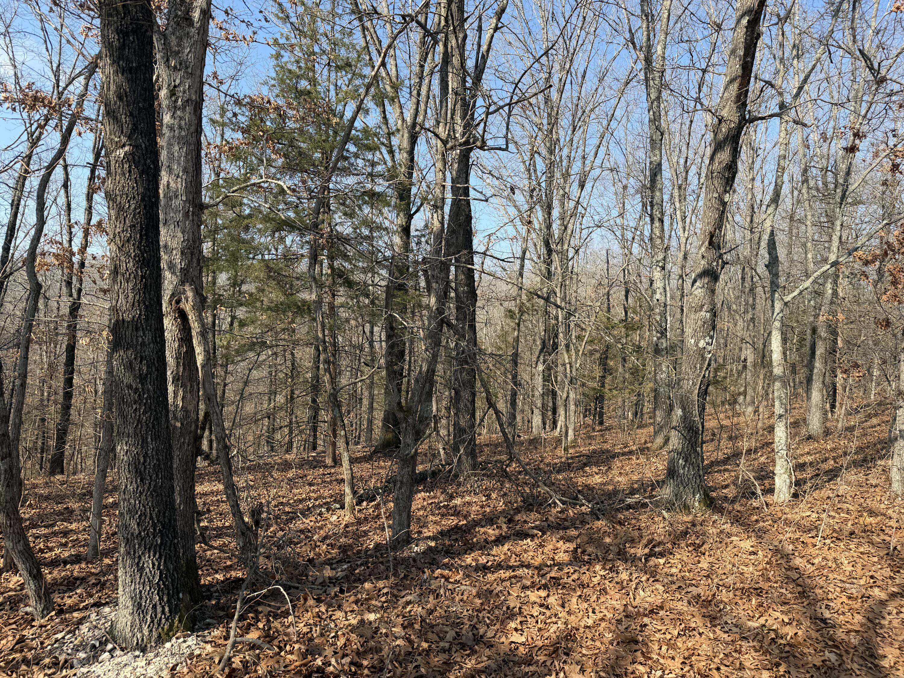 Photo 4 - Land for sale – Lot 112  Walnut Springs Drive  Cape Fair, MO