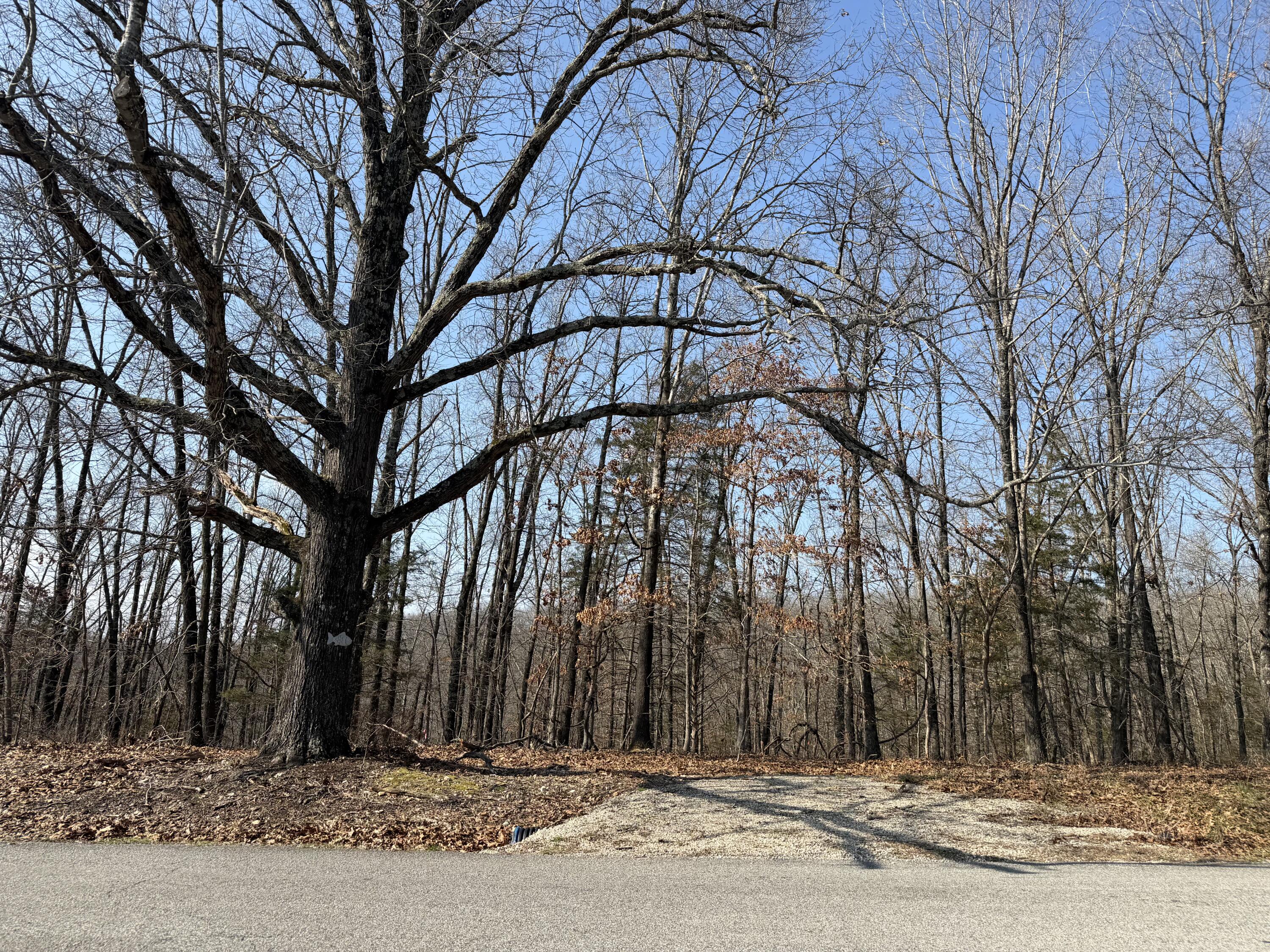 Photo 7 - Land for sale – Lot 112  Walnut Springs Drive  Cape Fair, MO