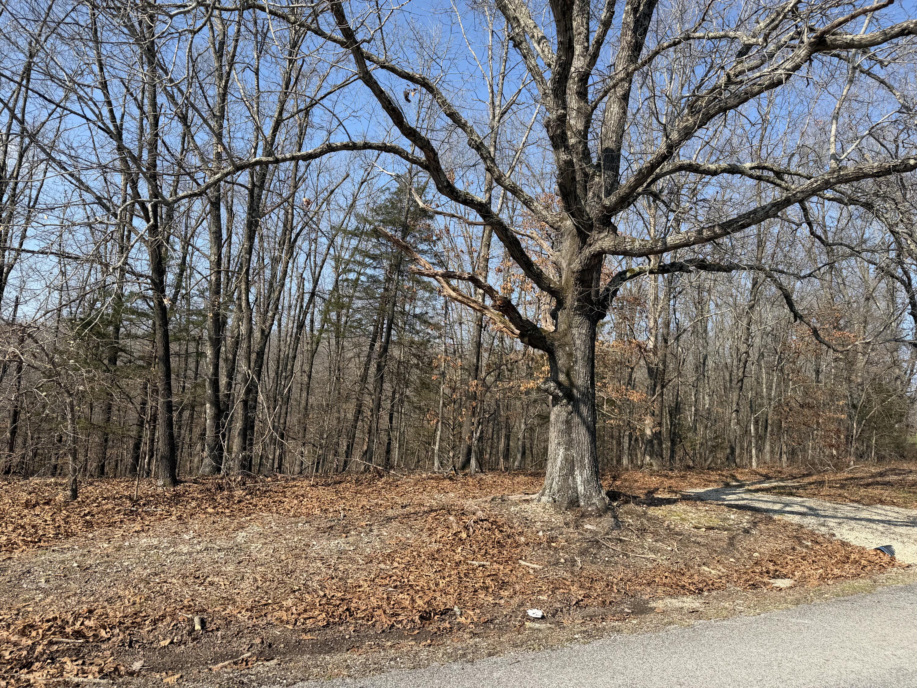Photo 8 - Land for sale – Lot 112  Walnut Springs Drive  Cape Fair, MO