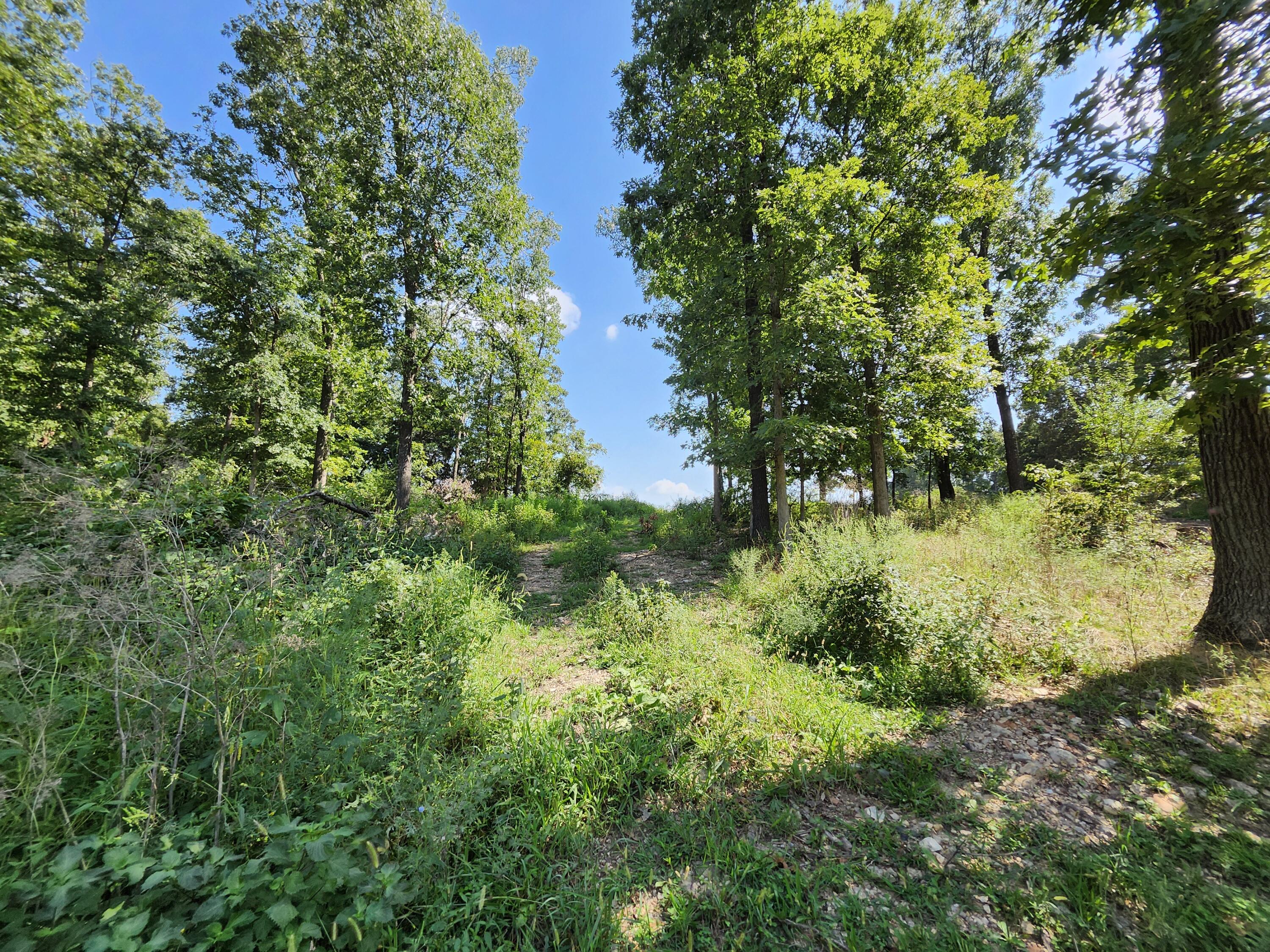 Photo 8 - Land for sale – 000  Tbd Girlstown Road   Mountain Grove, MO