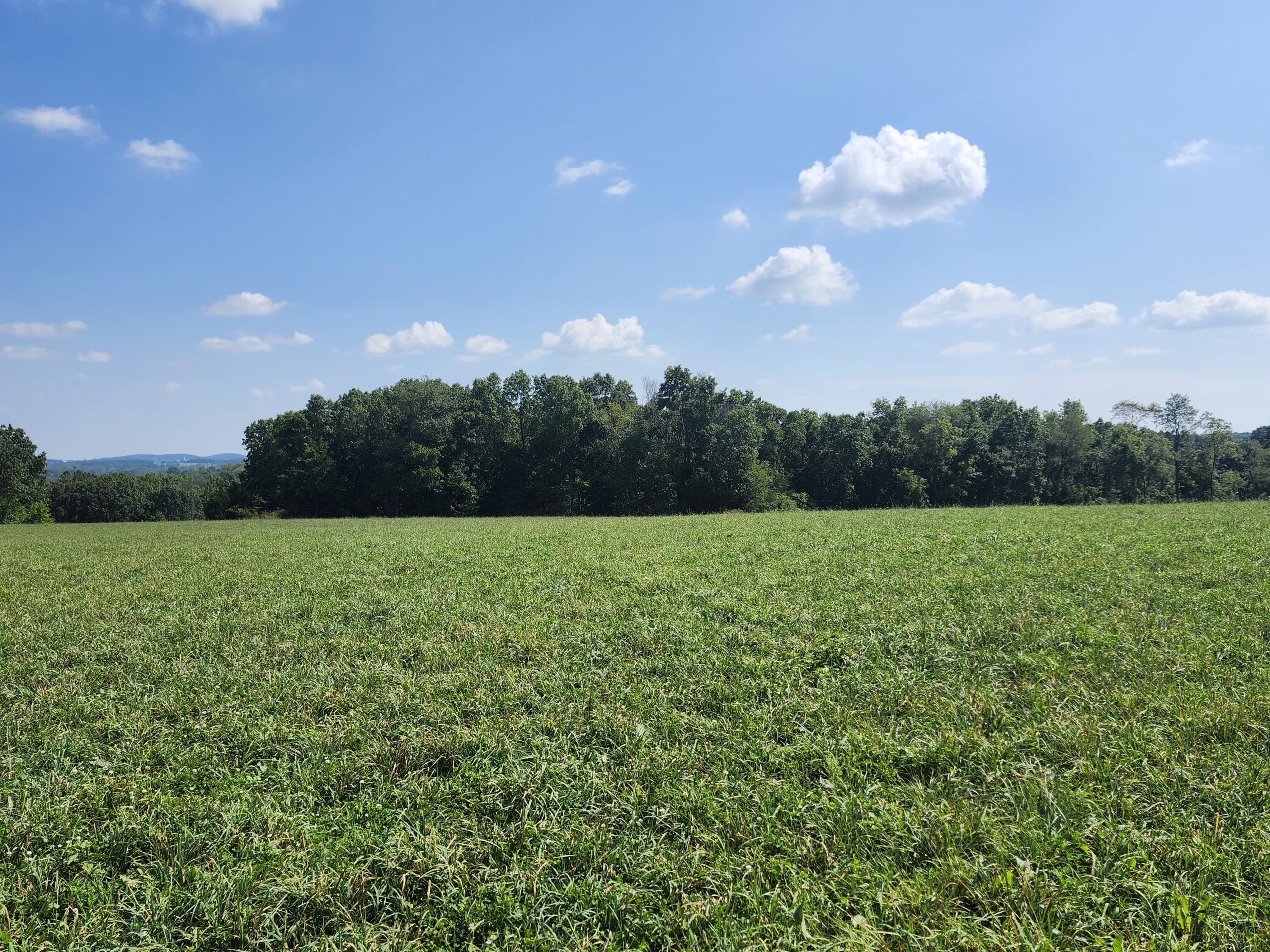 Photo 5 - Land for sale – 000  Tbd Girlstown Road   Mountain Grove, MO