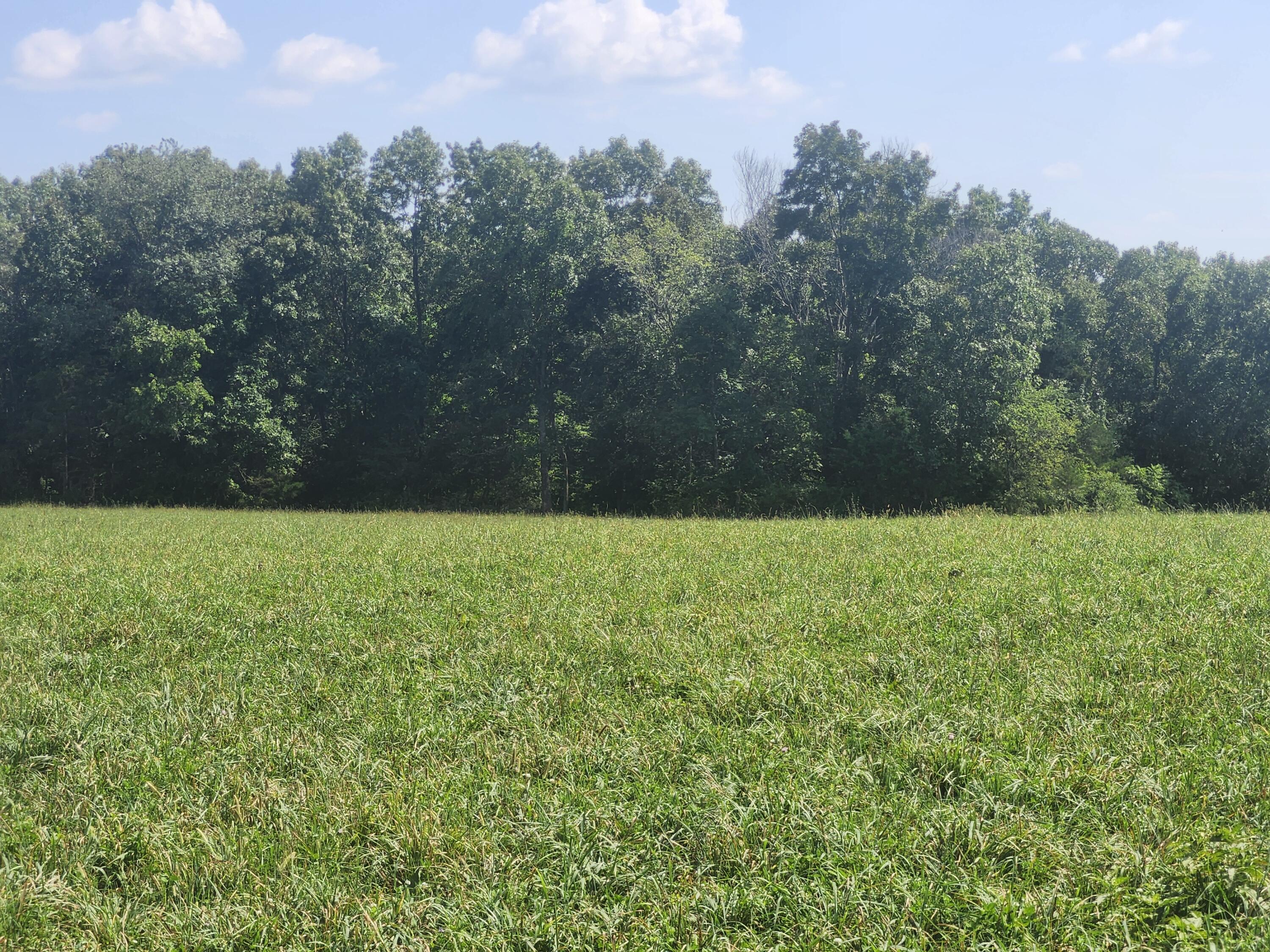 Photo 4 - Land for sale – 000  Tbd Girlstown Road   Mountain Grove, MO