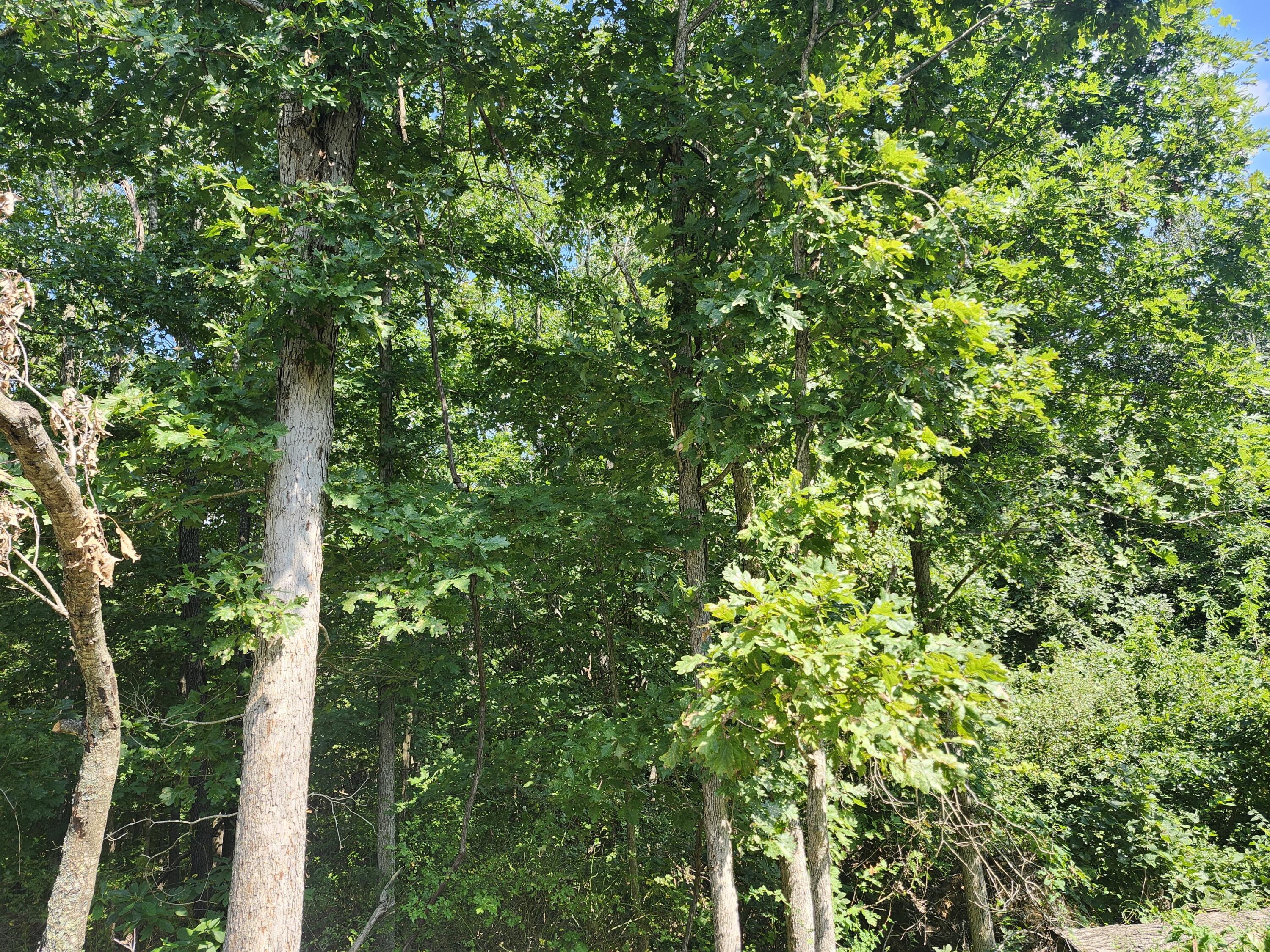 Photo 3 - Land for sale – 000  Tbd Girlstown Road   Mountain Grove, MO