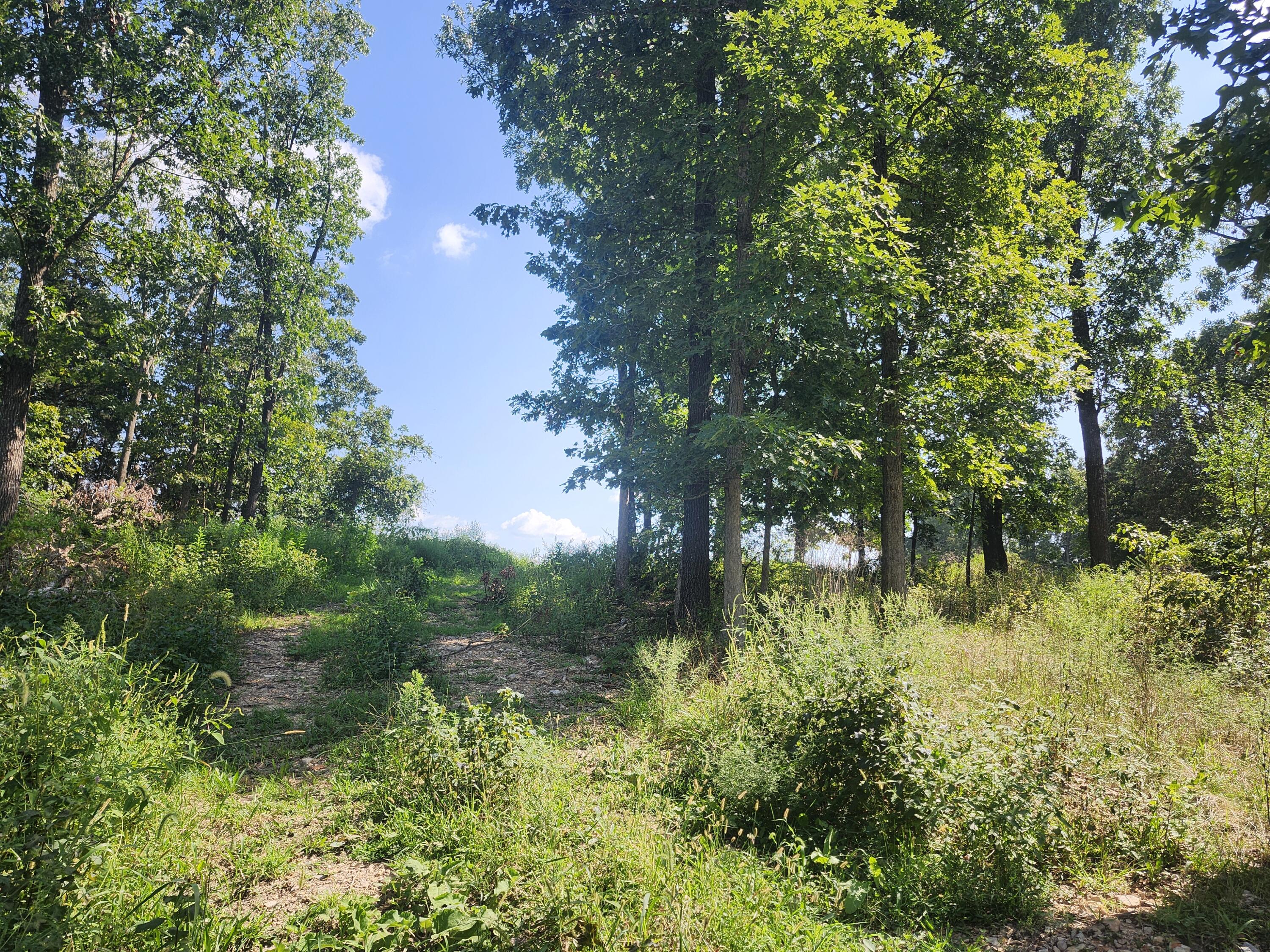 Photo 10 - Land for sale – 000  Tbd Girlstown Road   Mountain Grove, MO