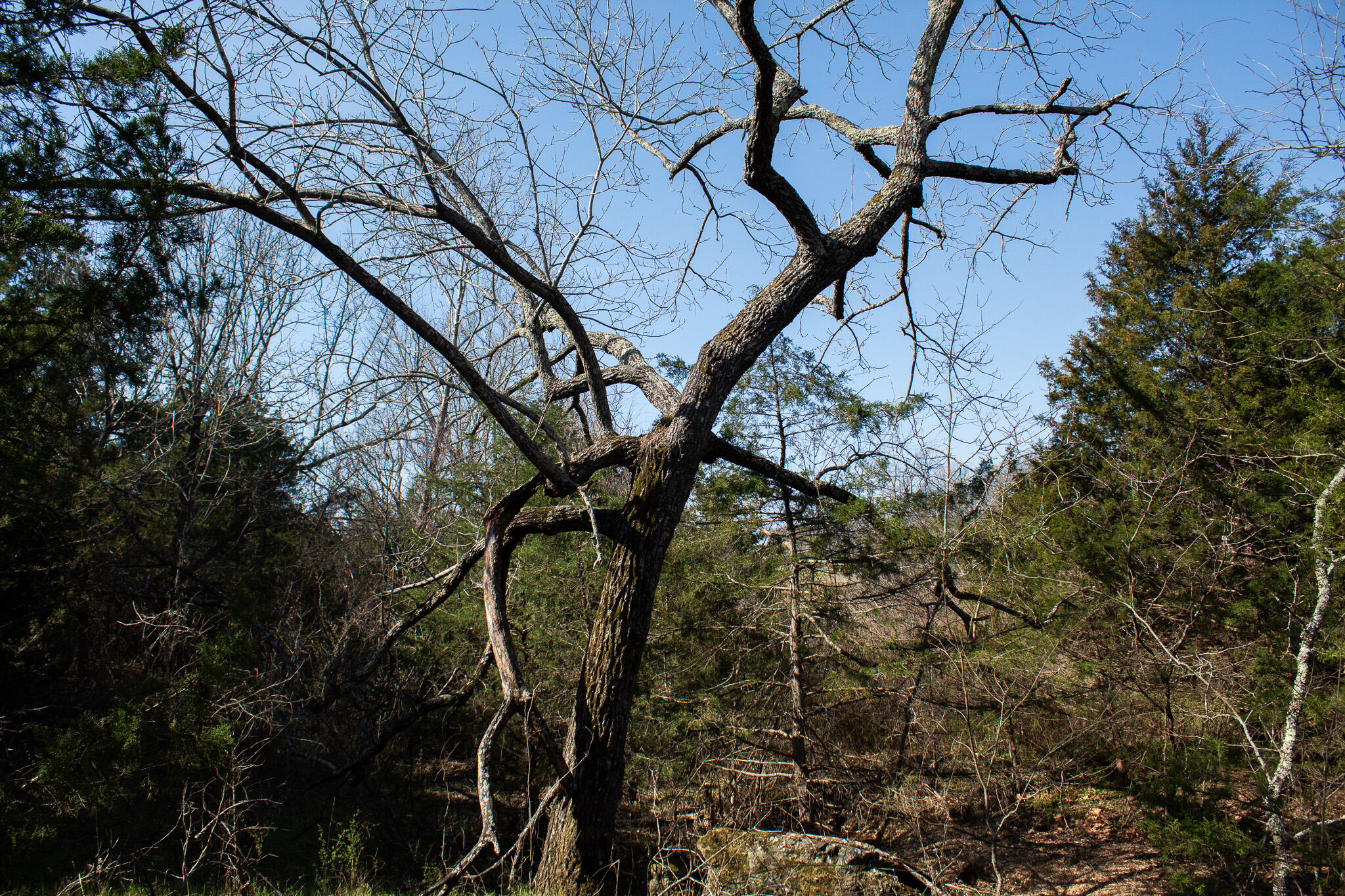 Photo 36 - Land for sale – 000  Sapphire Drive  Richland, MO