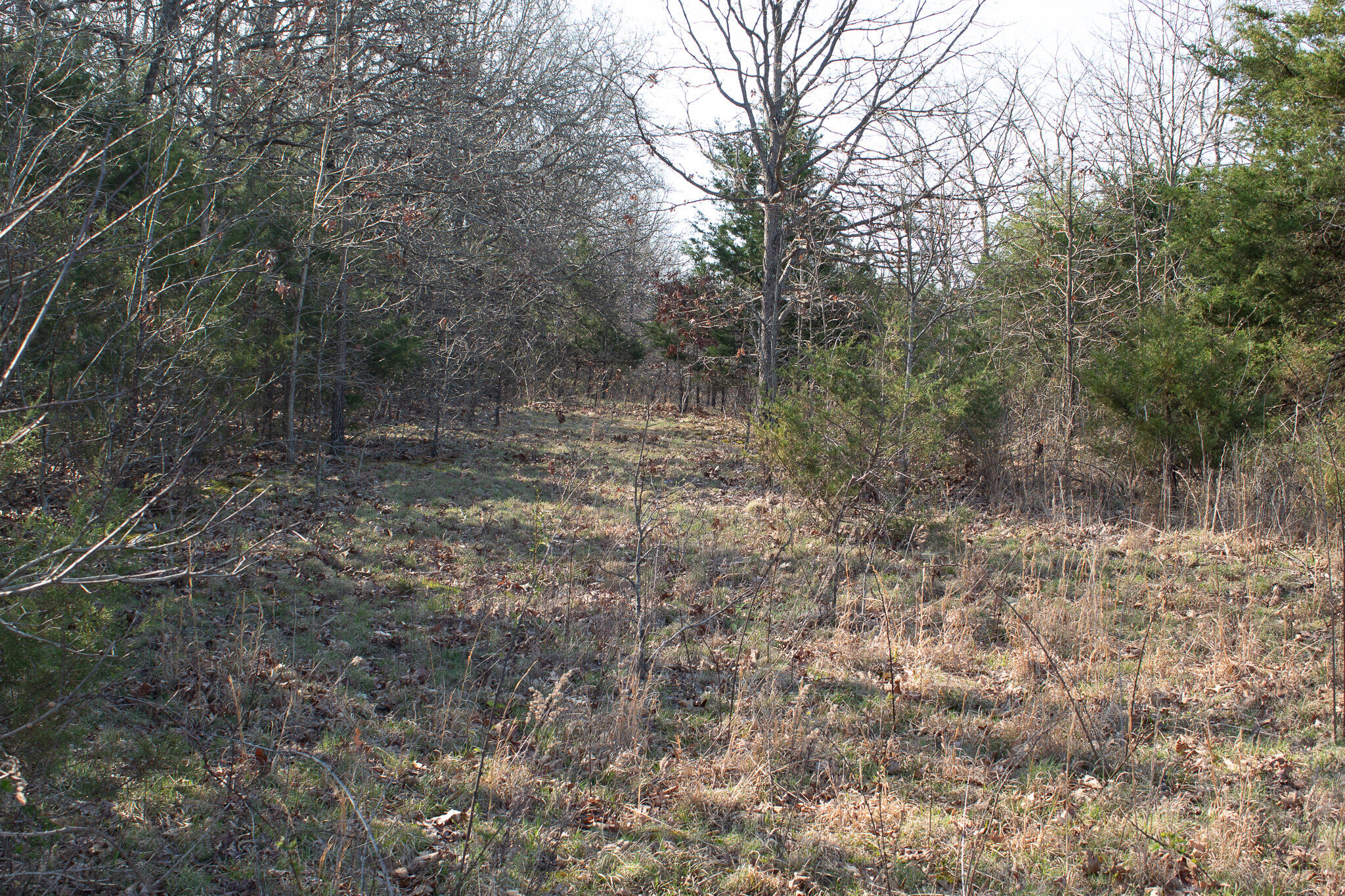 Photo 6 - Land for sale – 000  Sapphire Drive  Richland, MO