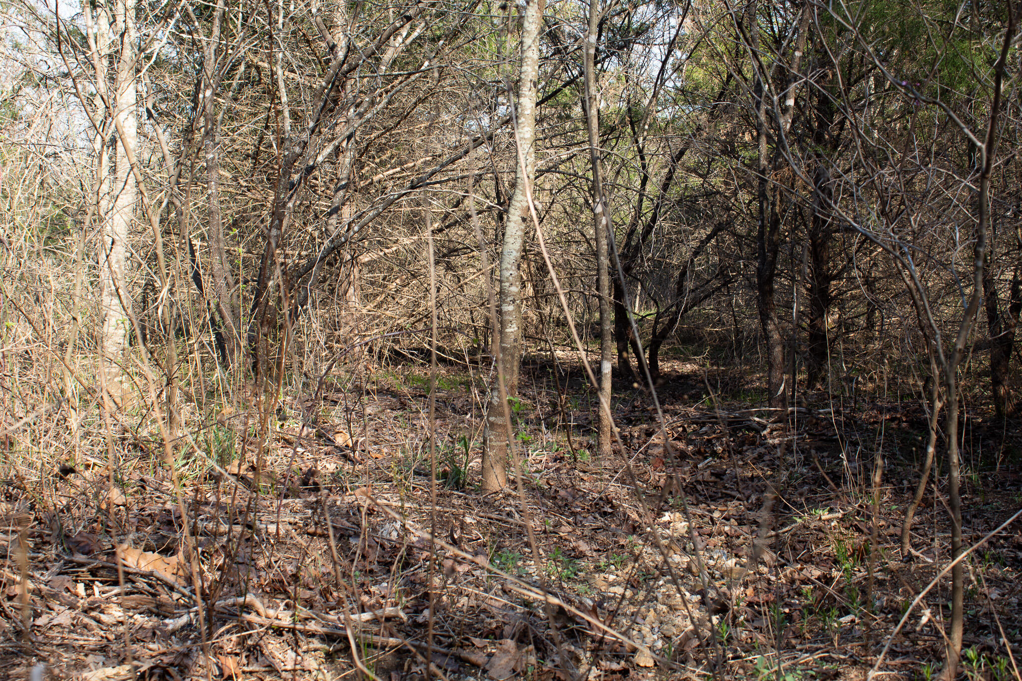 Photo 9 - Land for sale – 000  Sapphire Drive  Richland, MO