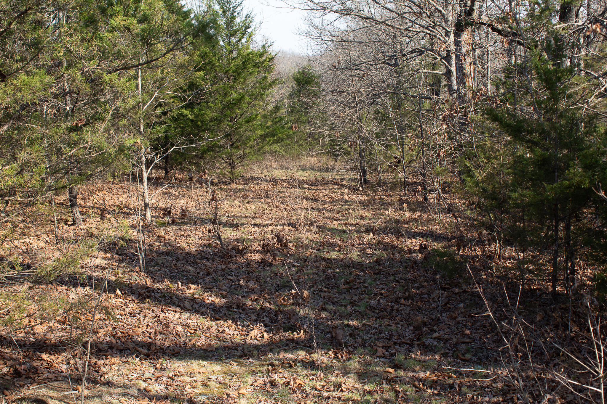 Photo 8 - Land for sale – 000  Sapphire Drive  Richland, MO