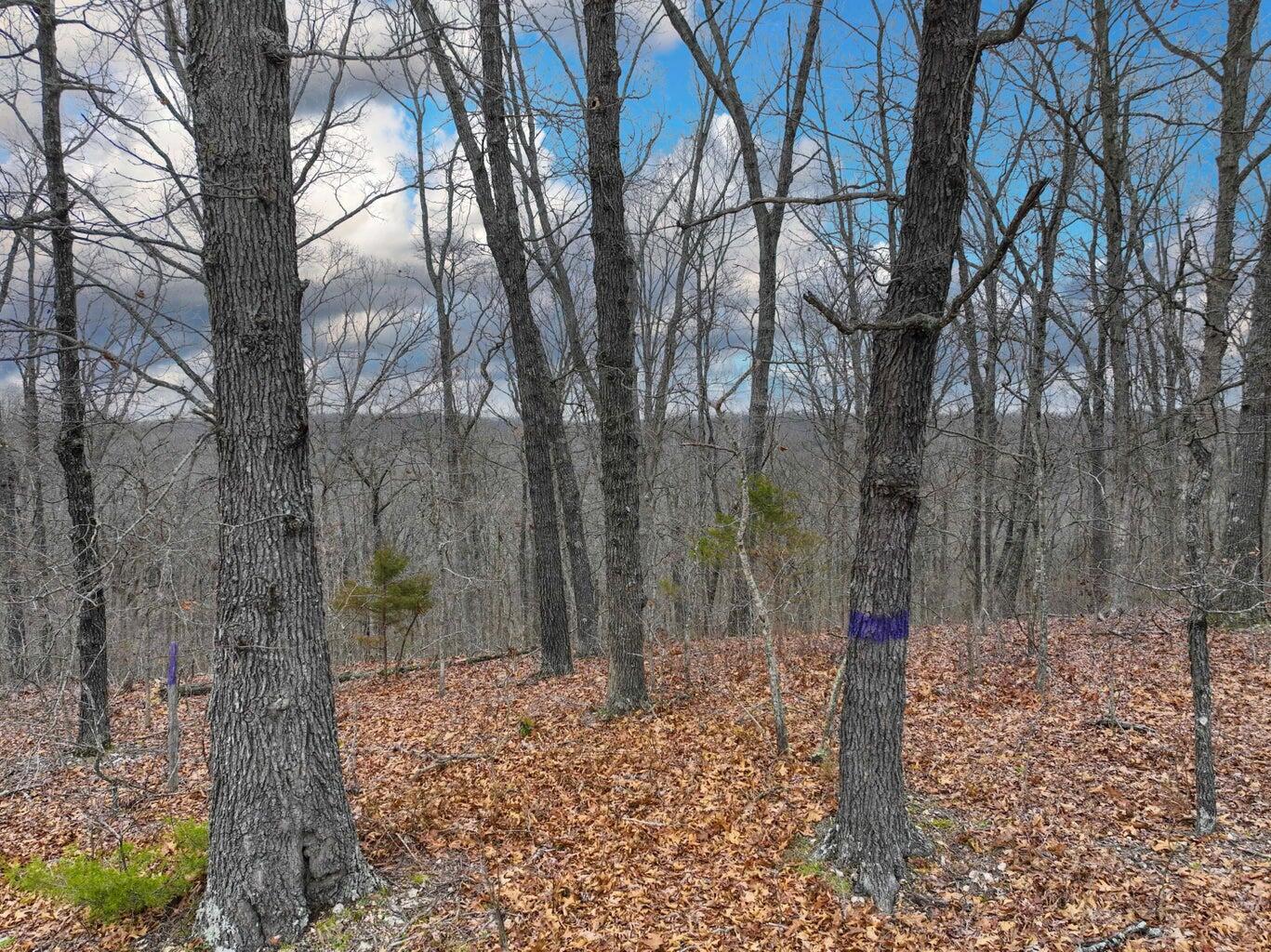 Photo 22 - Land for sale – 000 S Highway Uu   Chadwick, MO