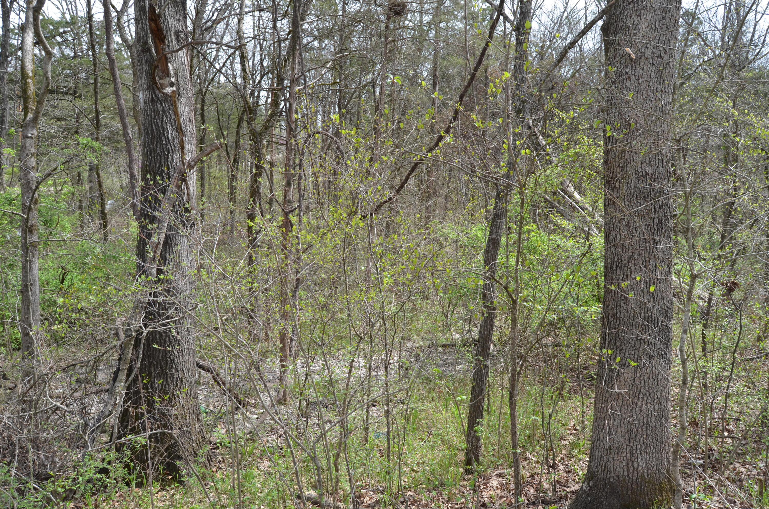 Photo 3 - Land for sale – 000  Poplar Road  Merriam Woods, MO