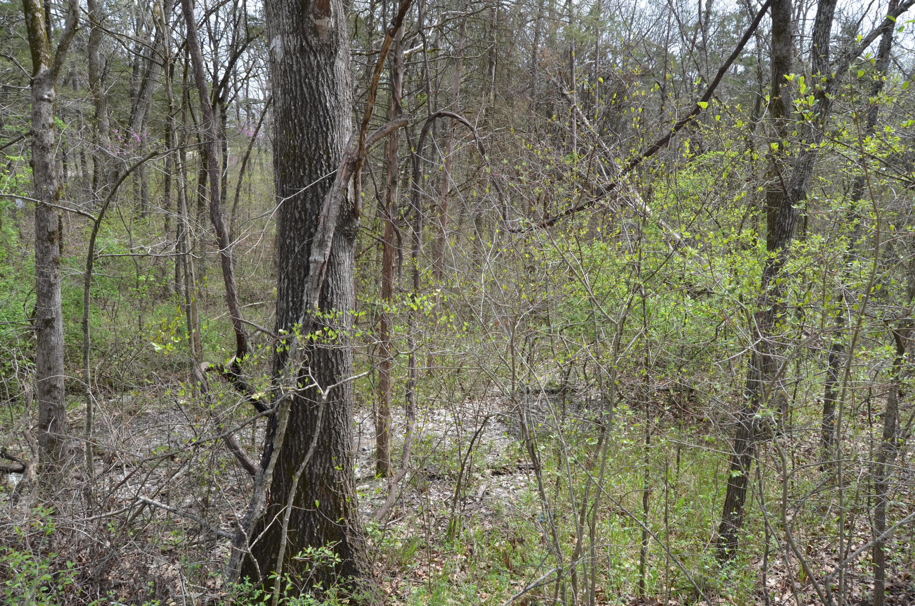 Photo 4 - Land for sale – 000  Poplar Road  Merriam Woods, MO