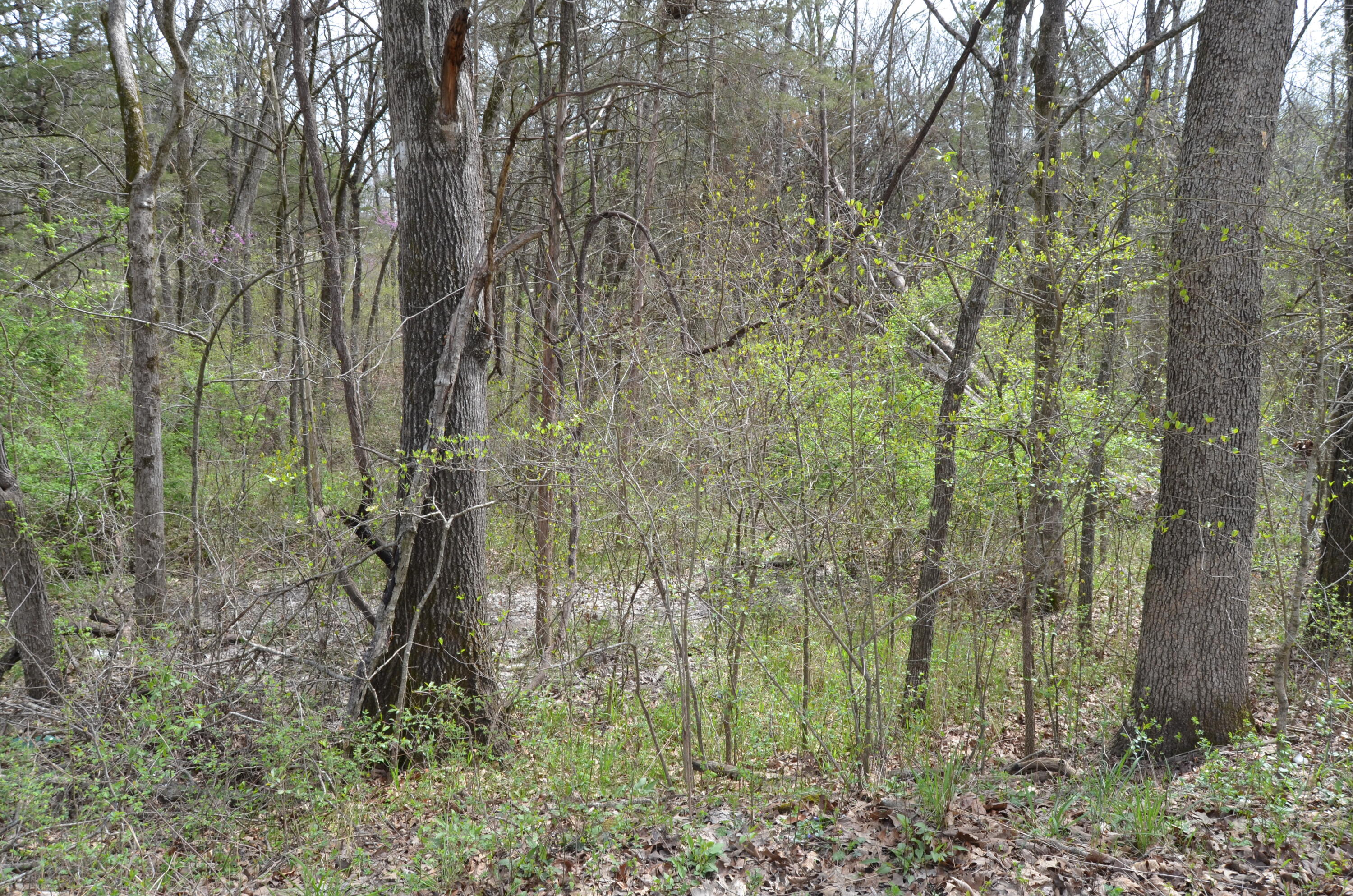 Photo 5 - Land for sale – 000  Poplar Road  Merriam Woods, MO