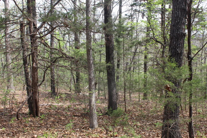 Photo 8 - Land for sale – 000  County Road 831   Gainesville, MO