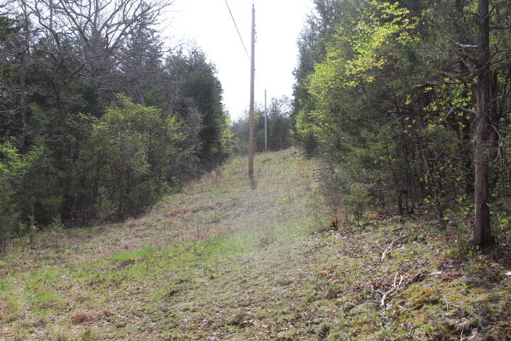 Photo 15 - Land for sale – 000  County Road 831   Gainesville, MO