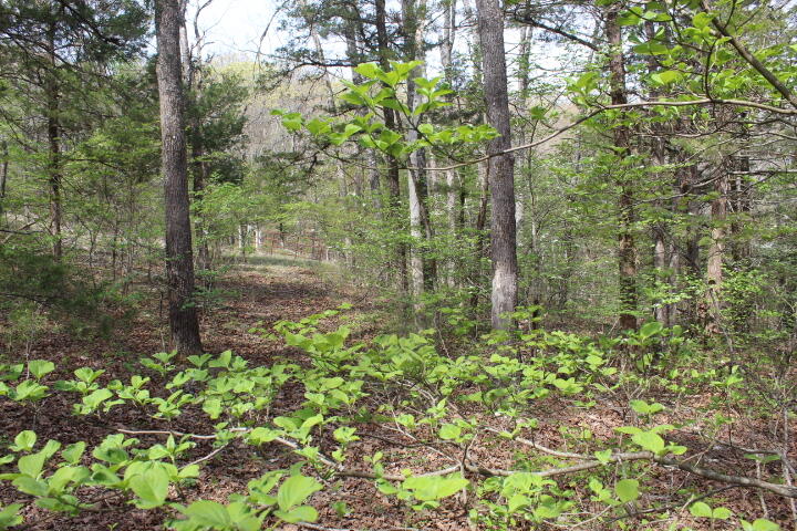 Photo 37 - Land for sale – 000  County Road 831   Gainesville, MO