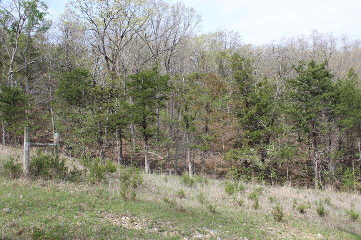 Photo 2 - Land for sale – 000  County Road 831   Gainesville, MO