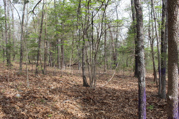 Photo 7 - Land for sale – 000  County Road 831   Gainesville, MO