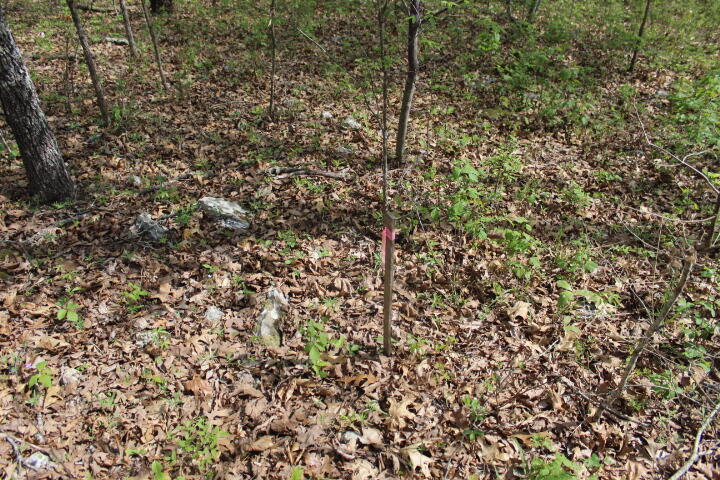 Photo 10 - Land for sale – 000  County Road 831   Gainesville, MO