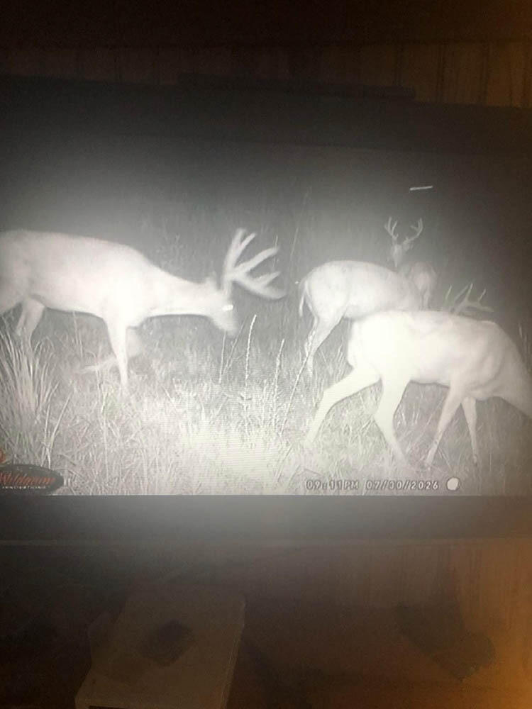 Photo 42 - Land for sale – 000  County Road 831   Gainesville, MO