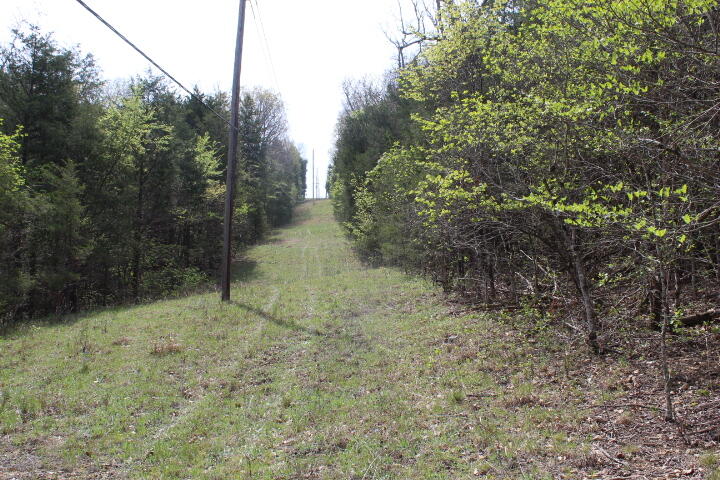 Photo 39 - Land for sale – 000  County Road 831   Gainesville, MO